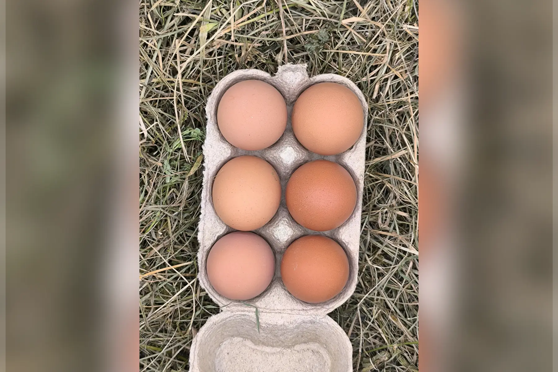 oeufs bio local boite de 6