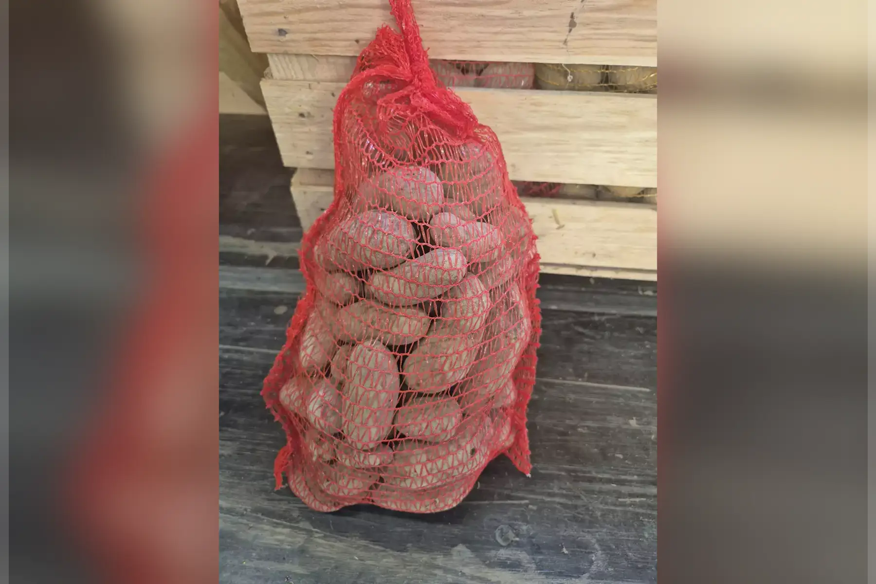 Filet pomme de terre cherry 5kg