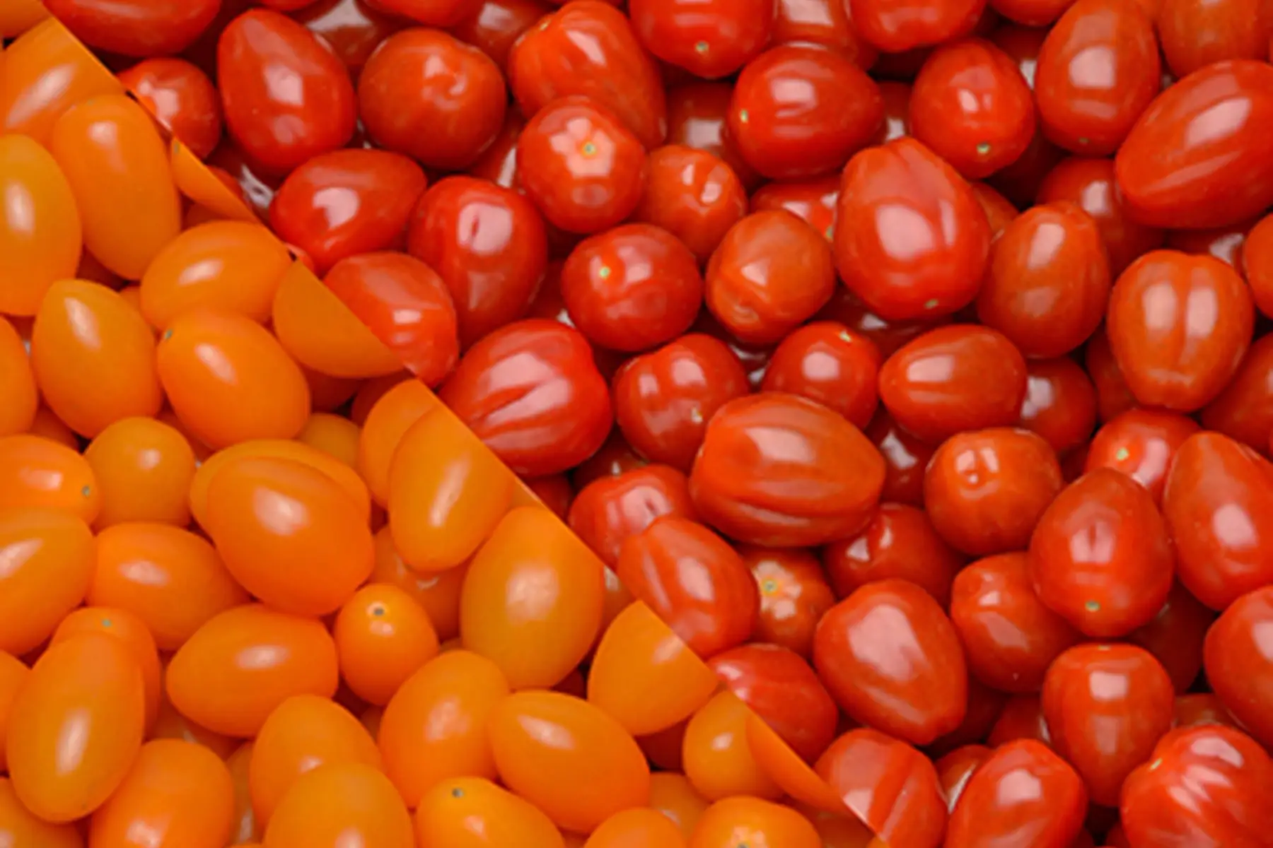 Tomate cerise rouge et noire