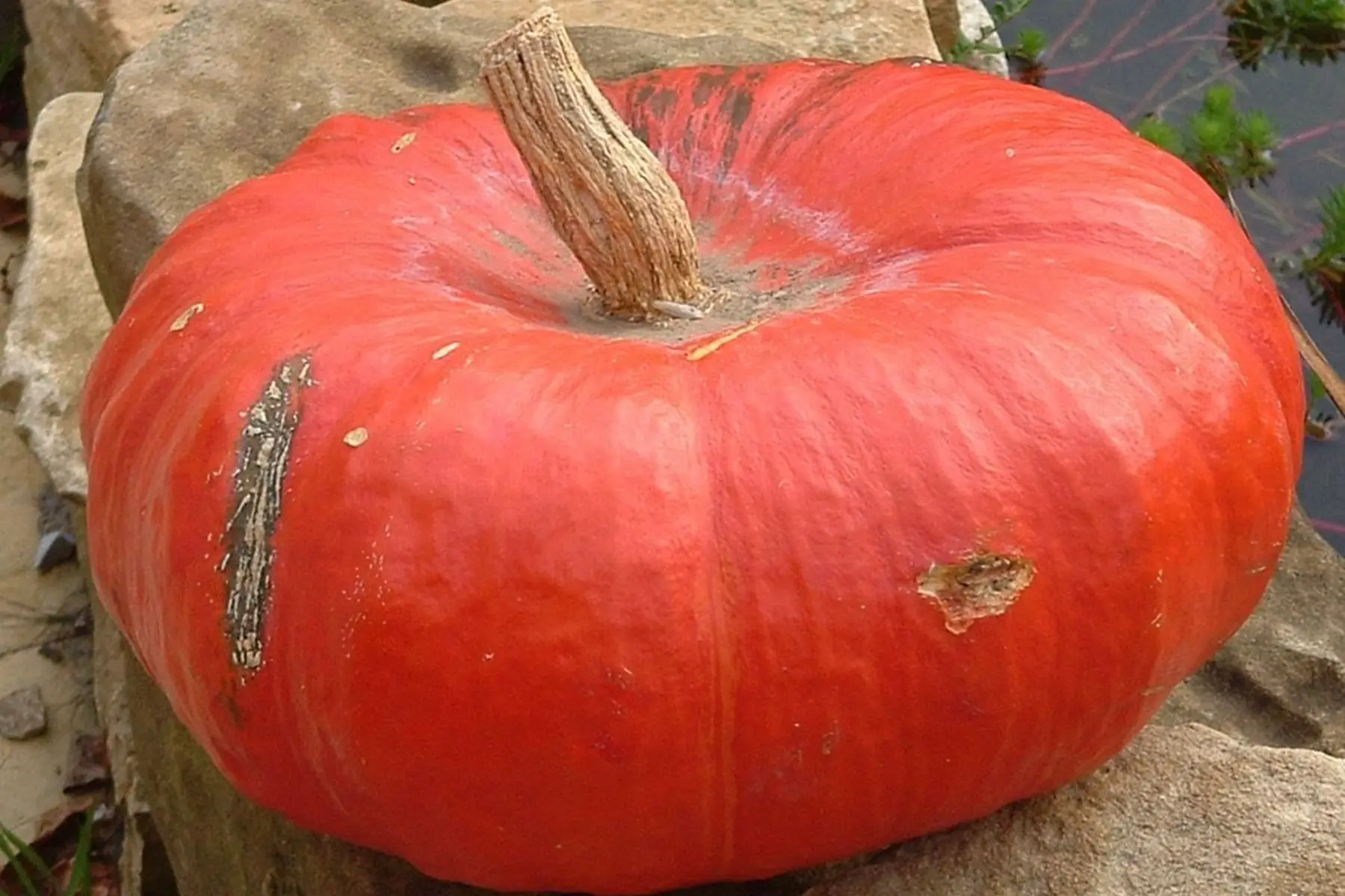 Courge rouge vif