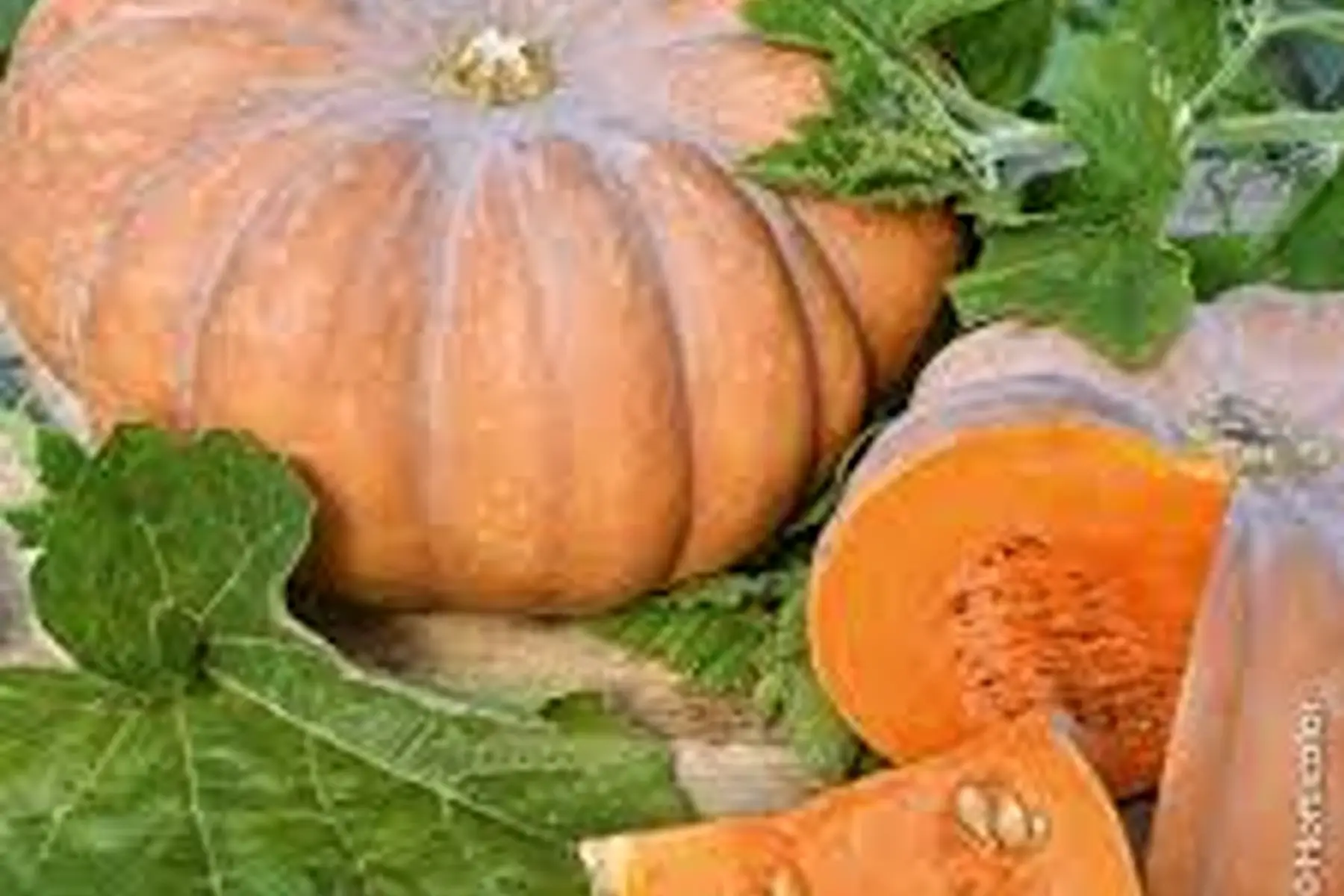 Courge musquée de Provence