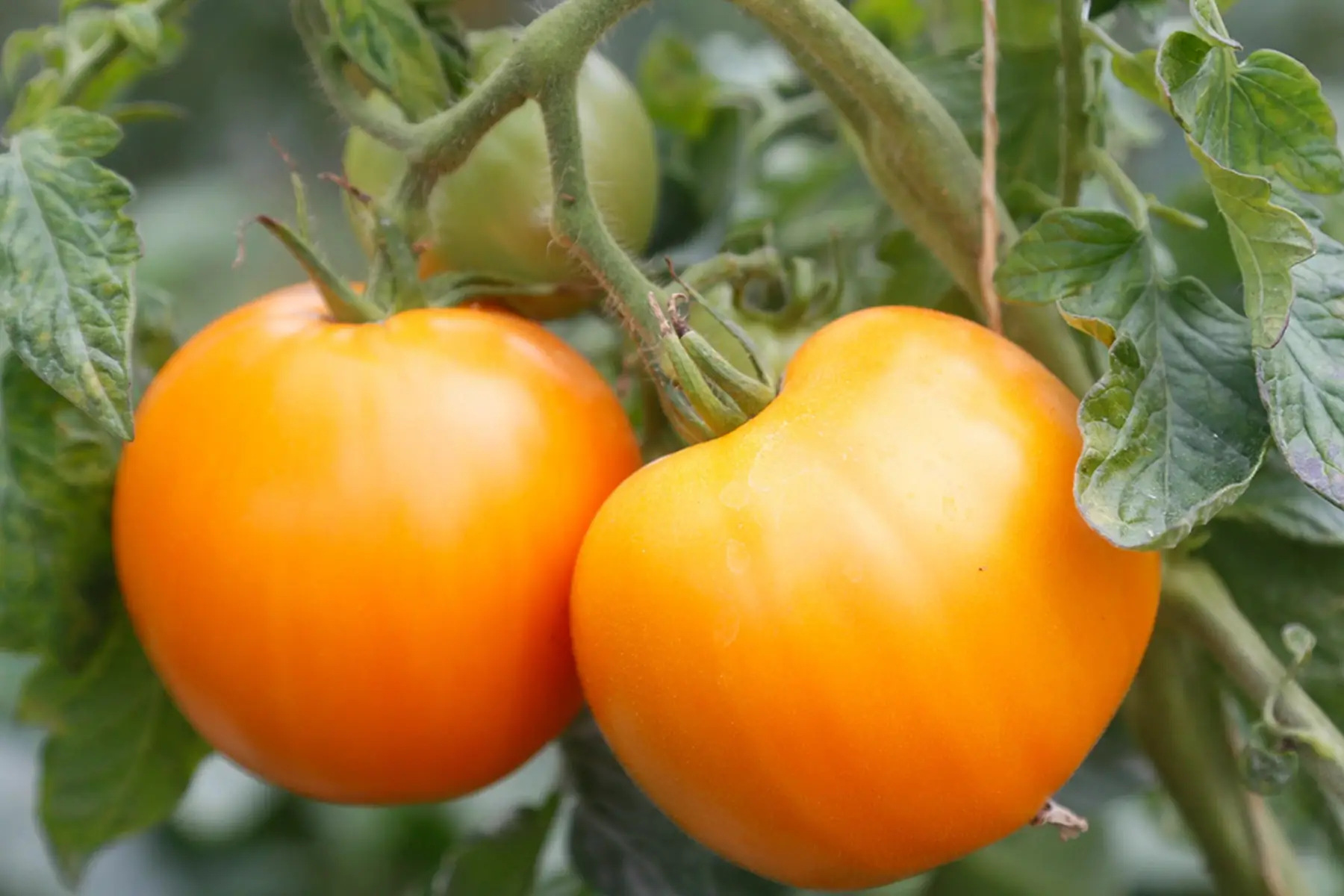 Tomate orange
