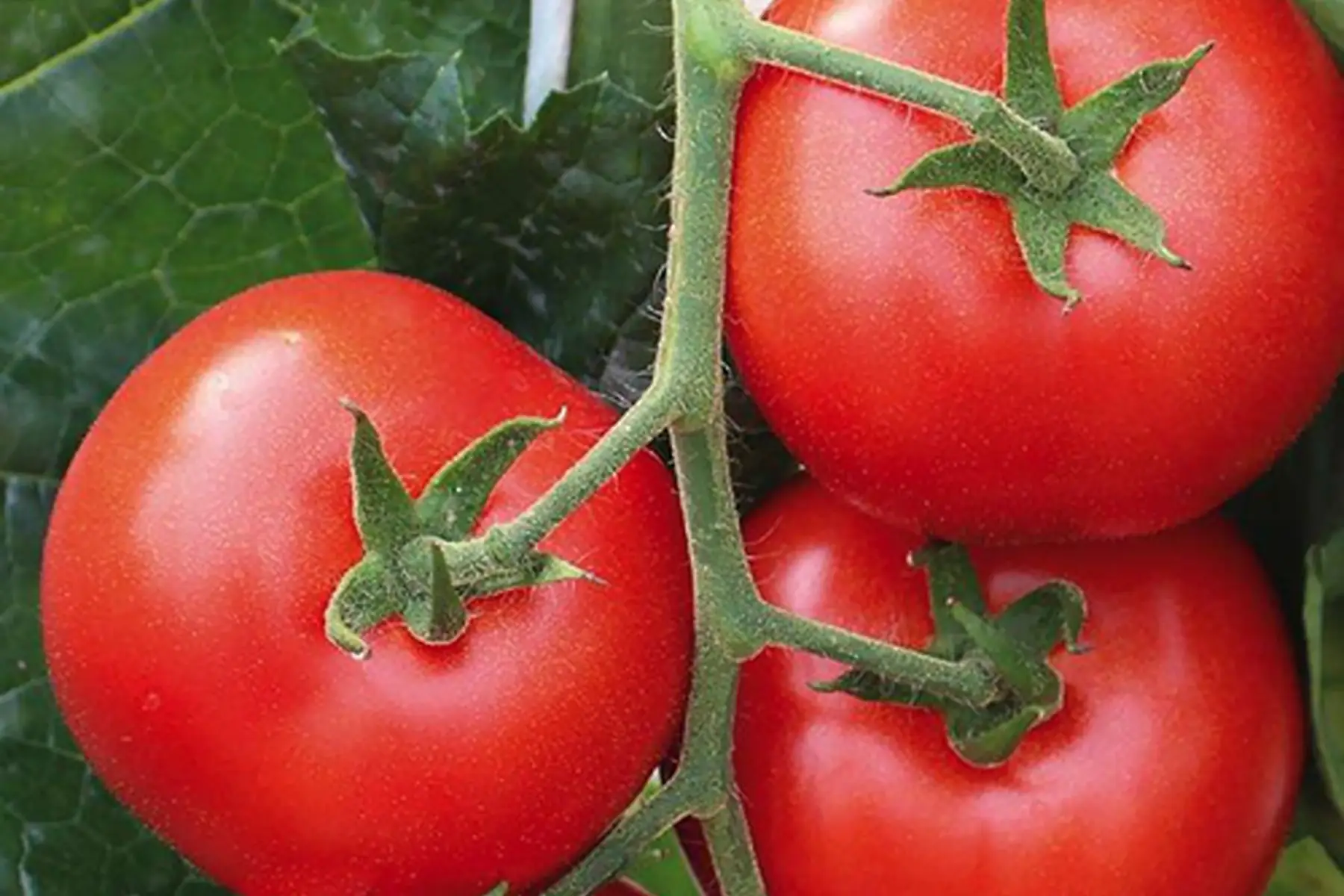 Tomate ronde rouge