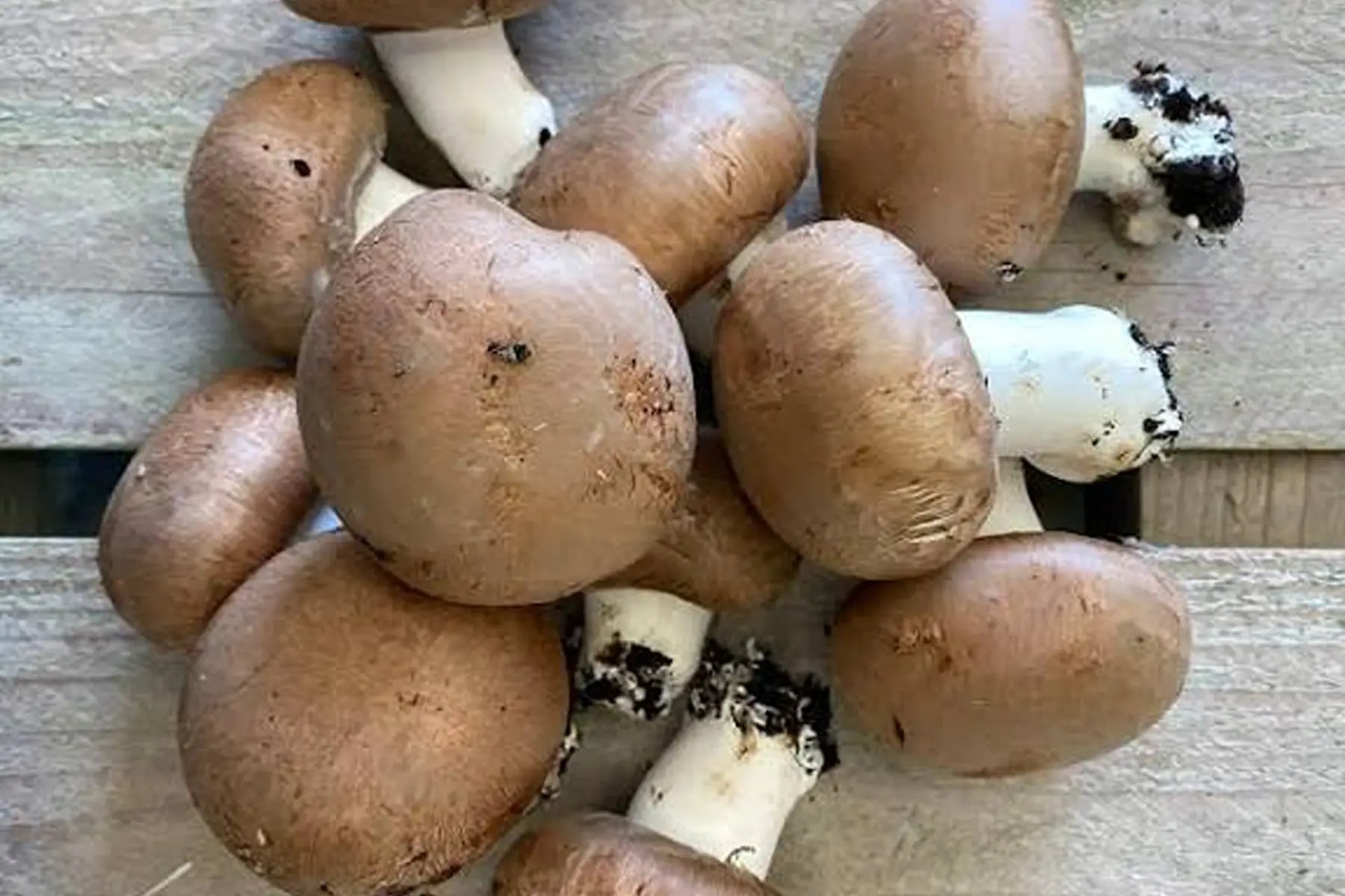 Champignon brun Bio