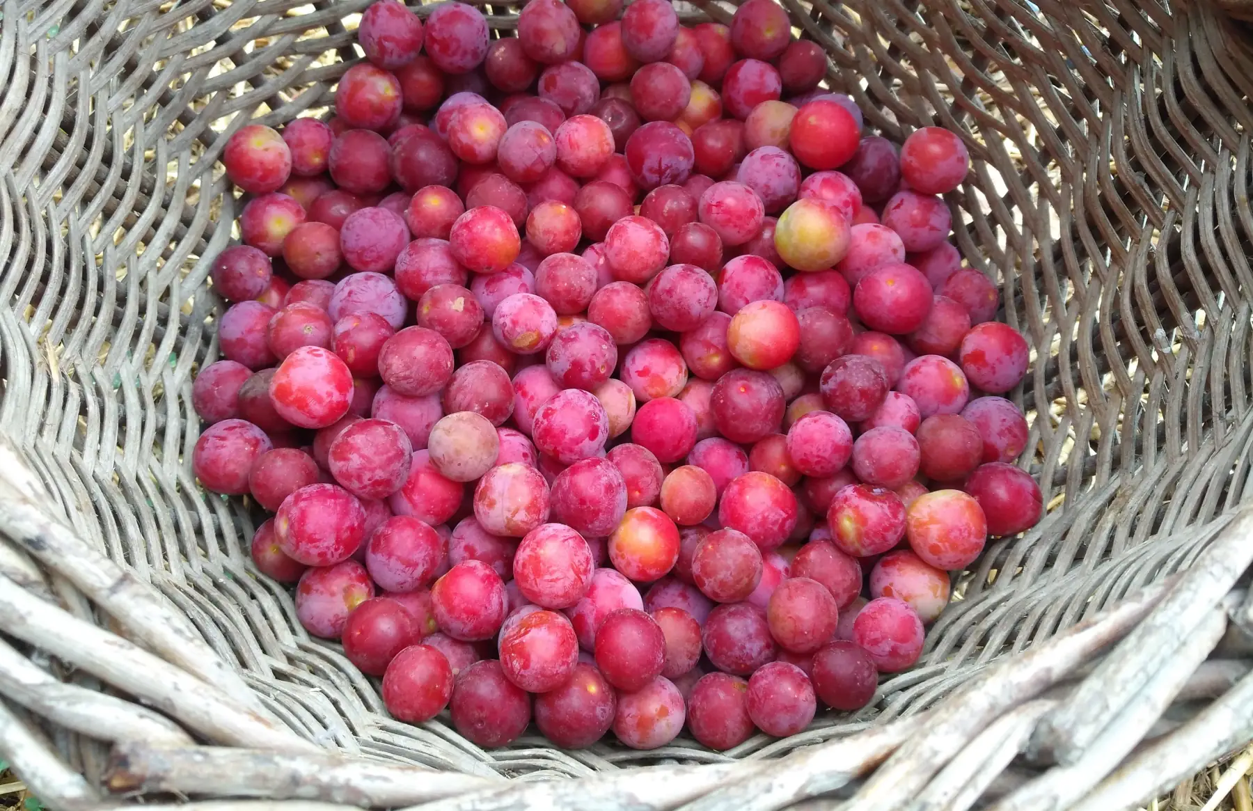 Gelée de prunes sauvages