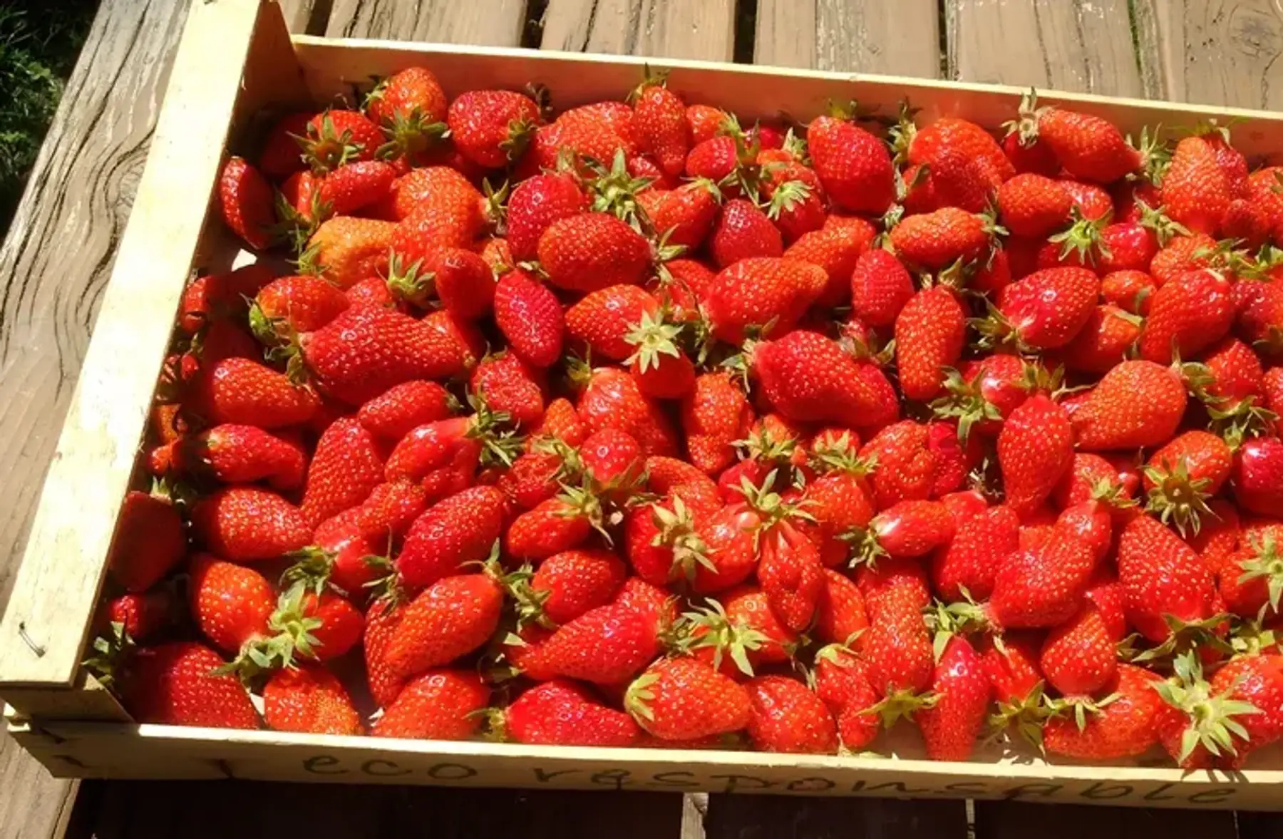 Fraises barquette 250g