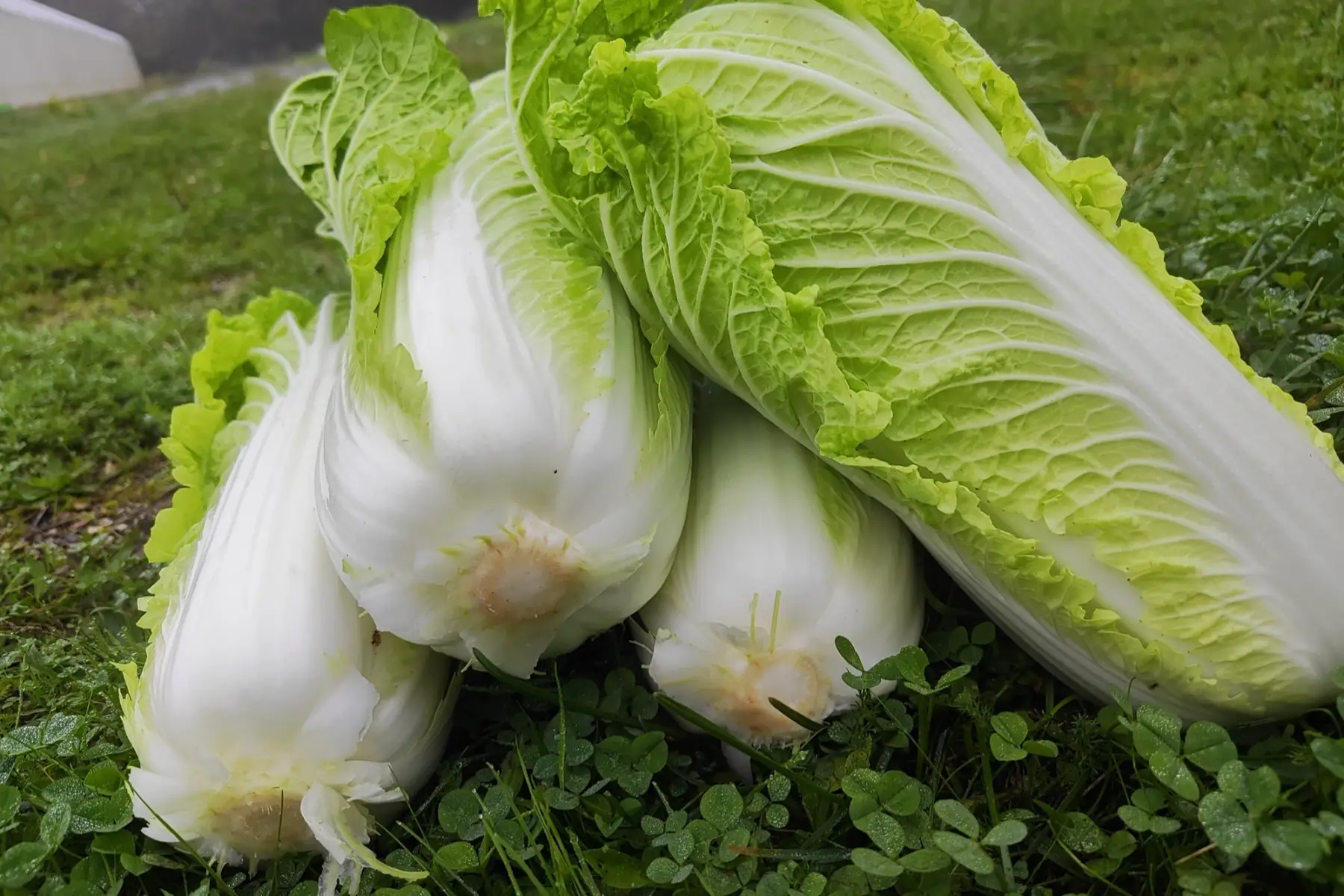 Chou chinois x 1 pièce