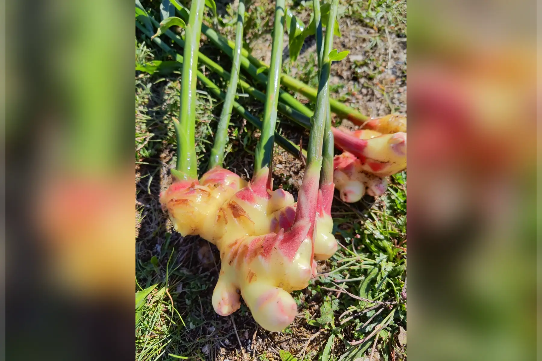 Gingembre primeur - 250/300g -