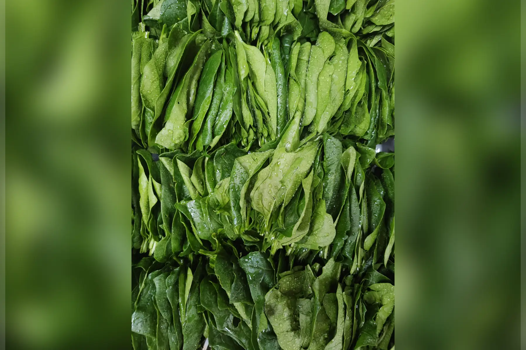 Épinards "prêts à cuire" x 500g