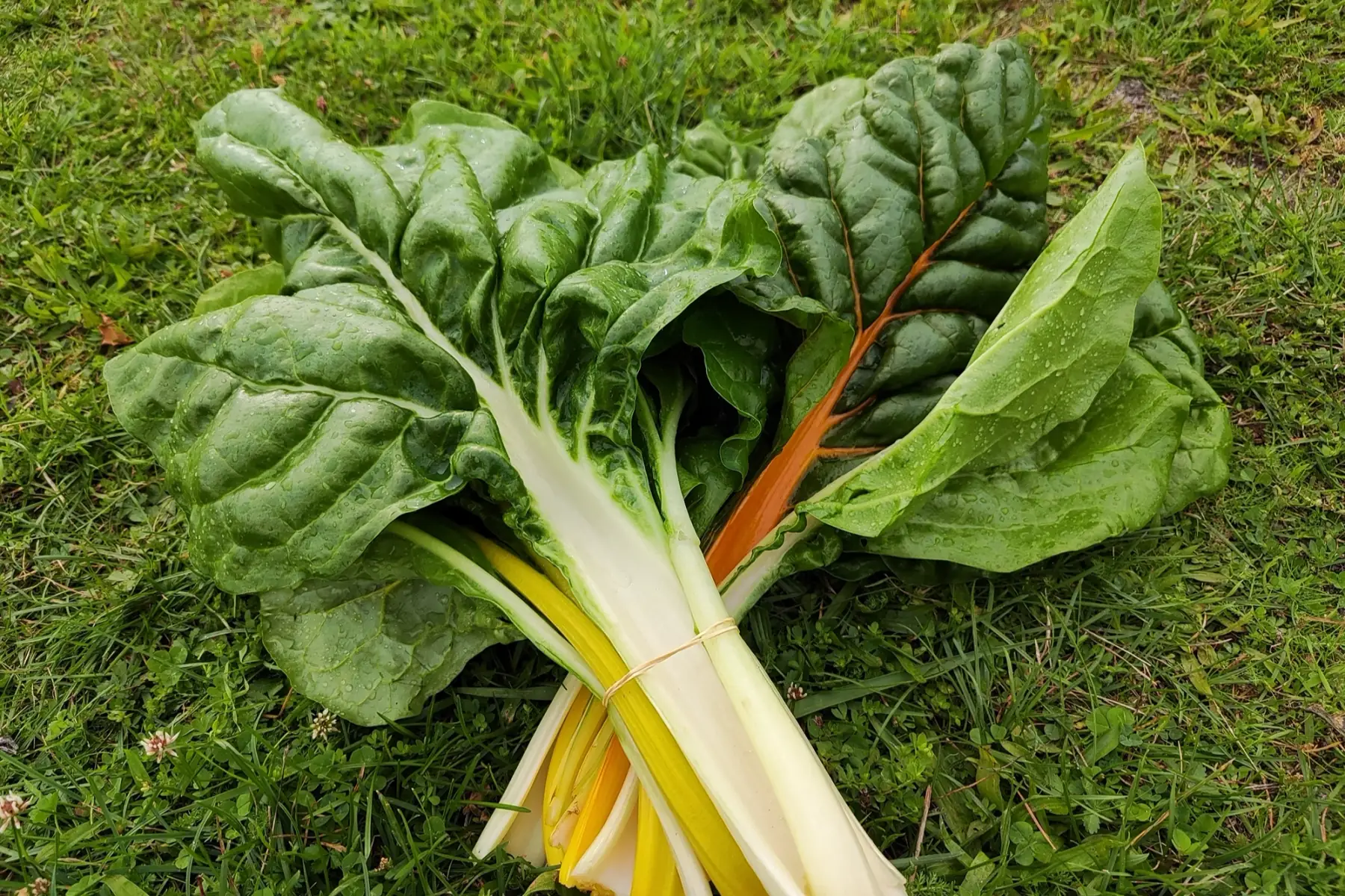 Blette botte (mix jaune et blanche)