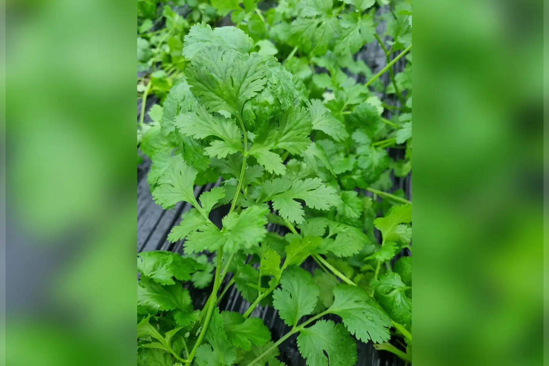 Coriandre x 1 bouquet