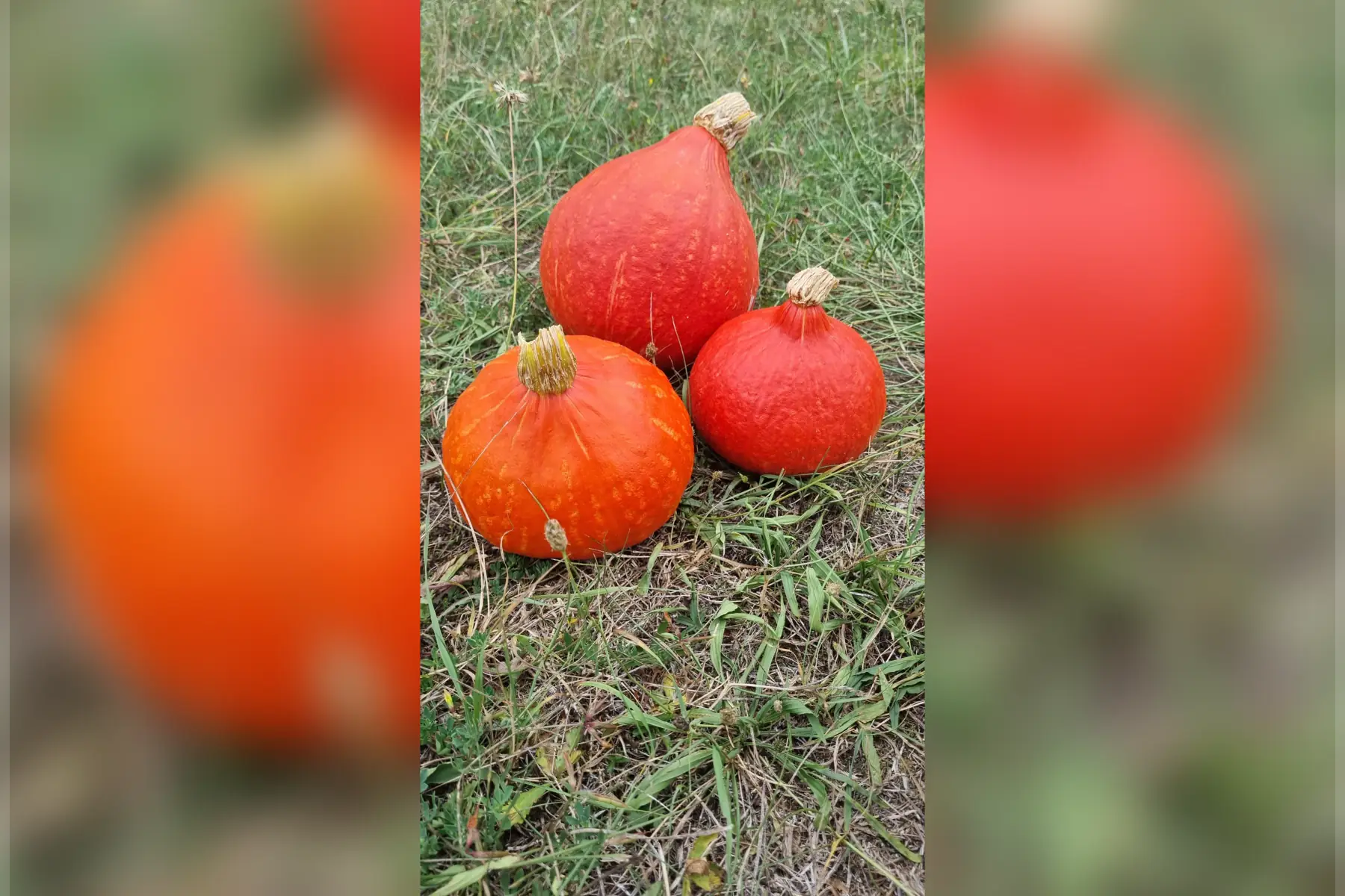 Potimarron - pièce 1kg/1,2kg -