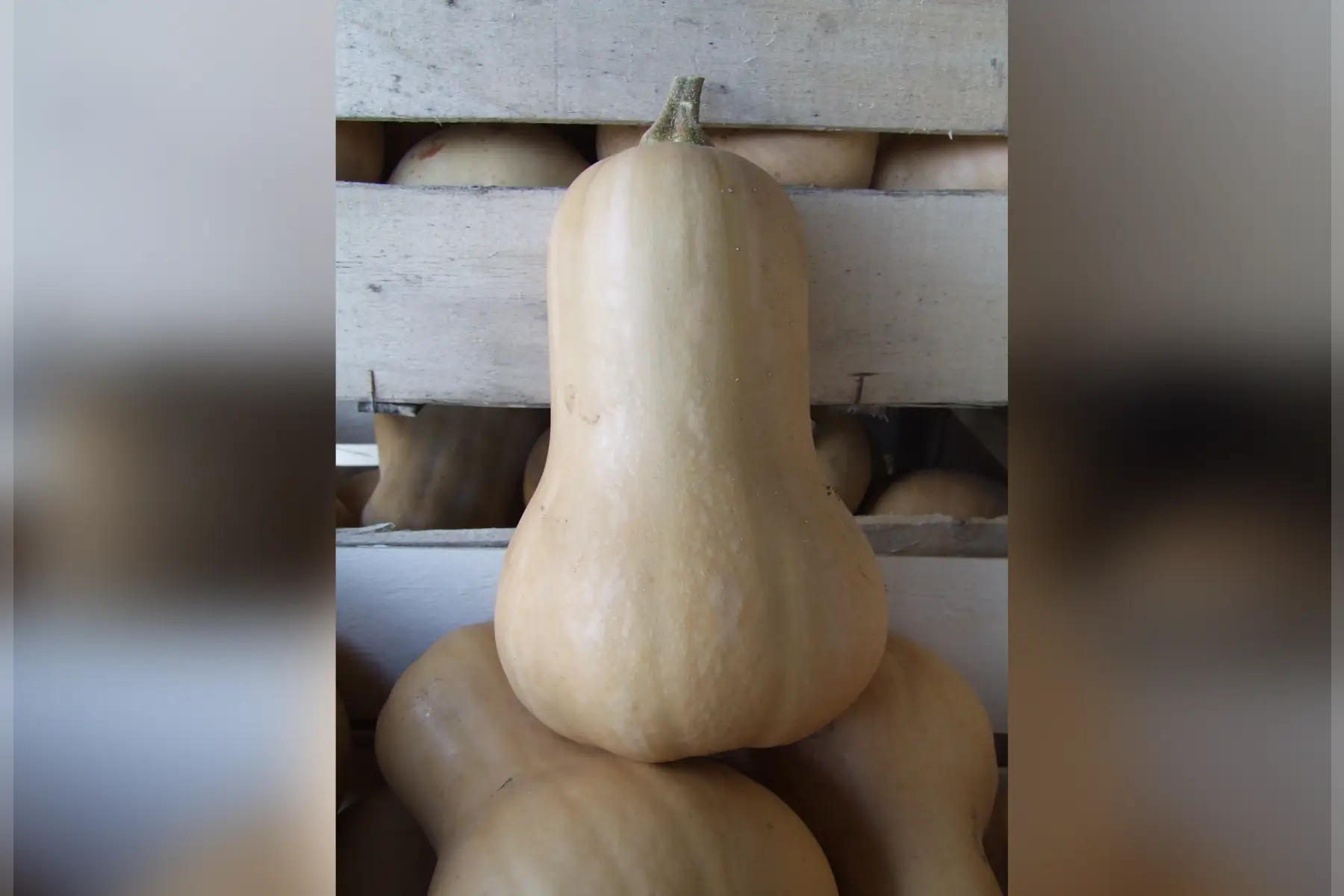 Butternut x 1 pièce 1,3kg environ