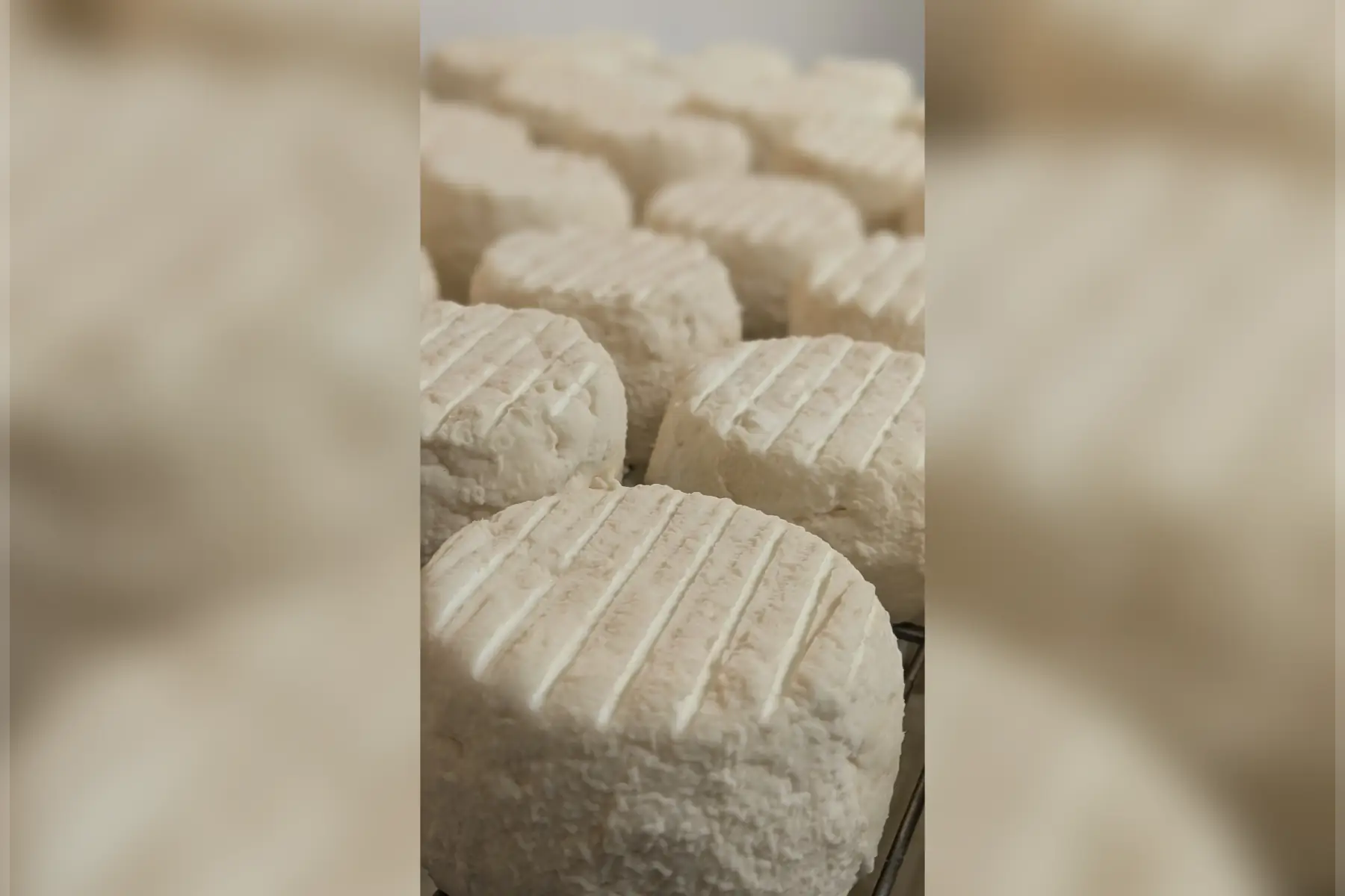 Auprès de mes chèvres