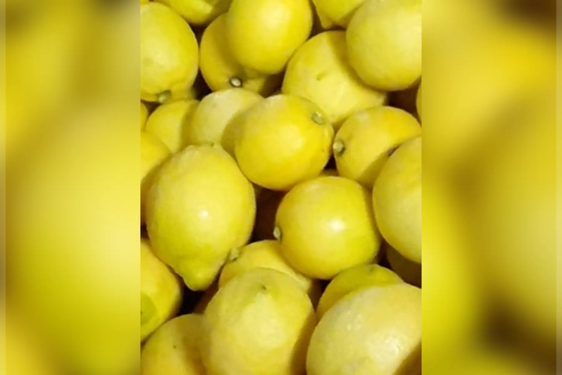 Citron jaune BIO