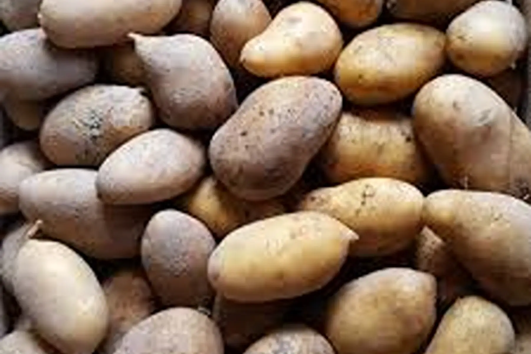 Pommes de terre - Azilis