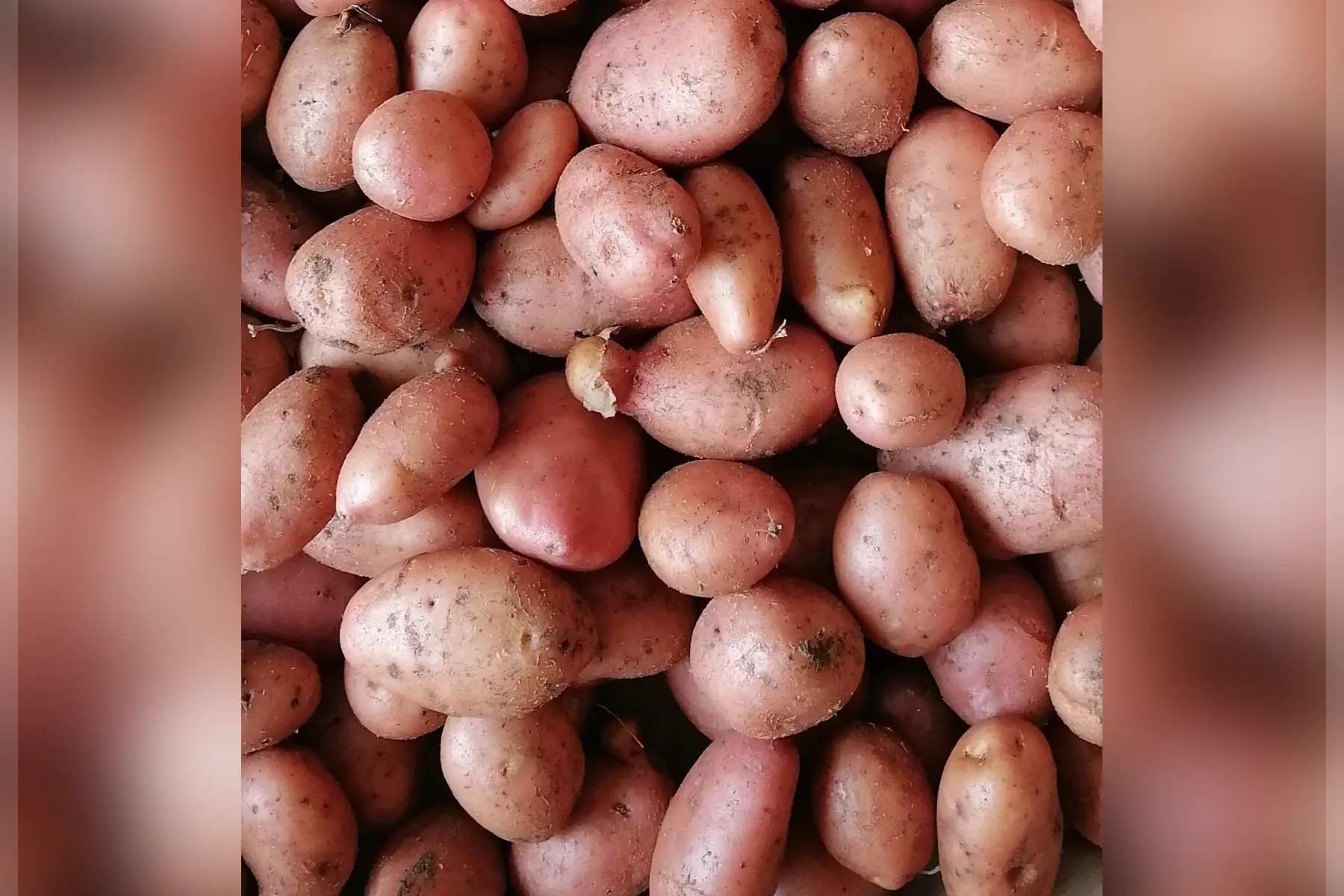 Pomme de terre - Désirée