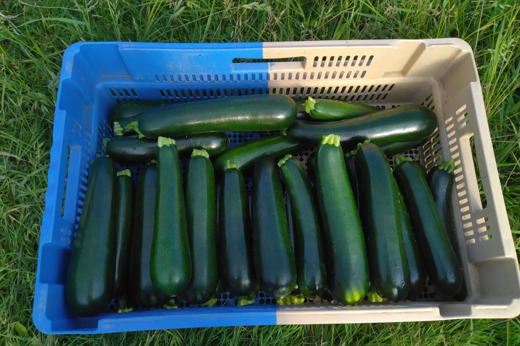 colis courgettes