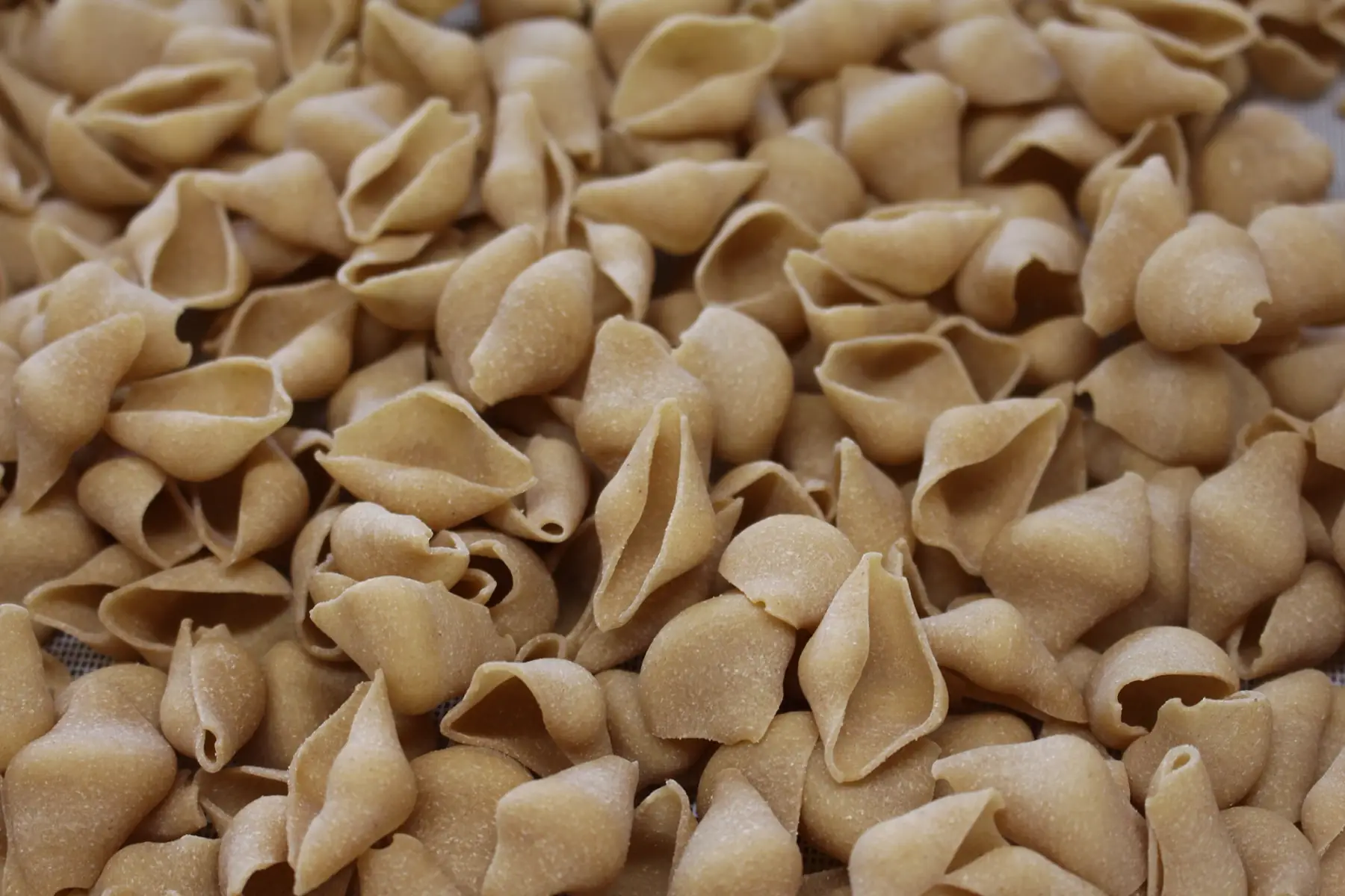 Coquillages semi-complets