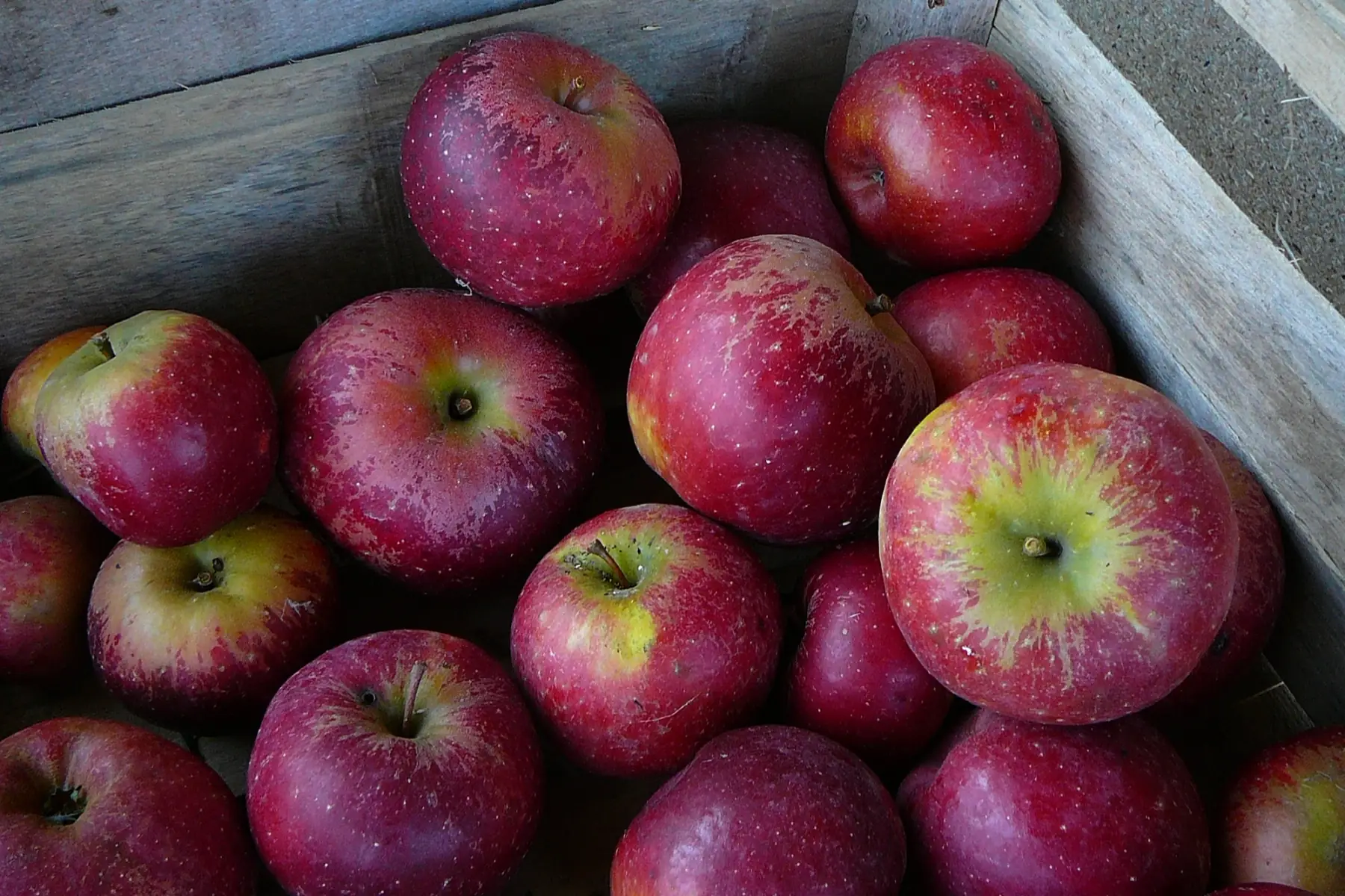 Pommes variété Dalinette