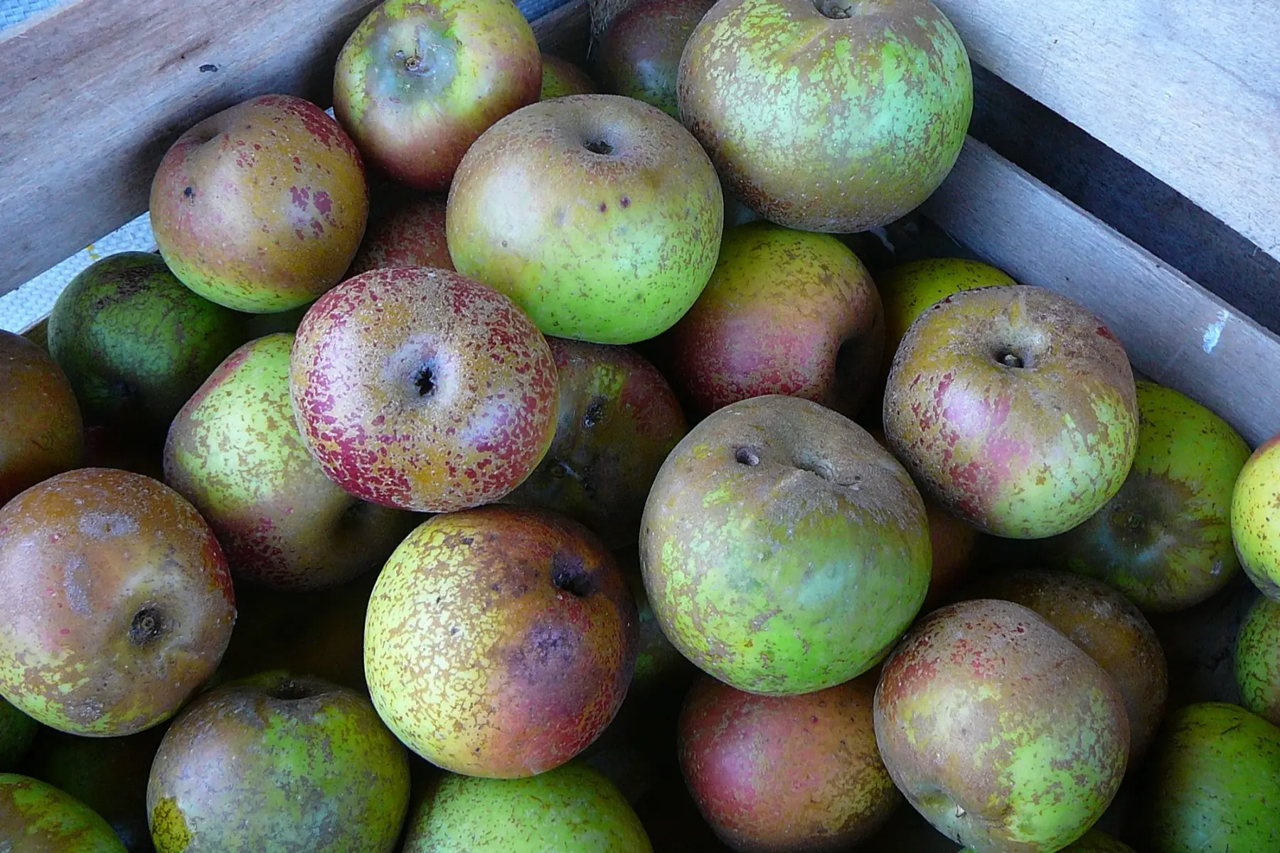 Pommes variété Reinette d'Armorique