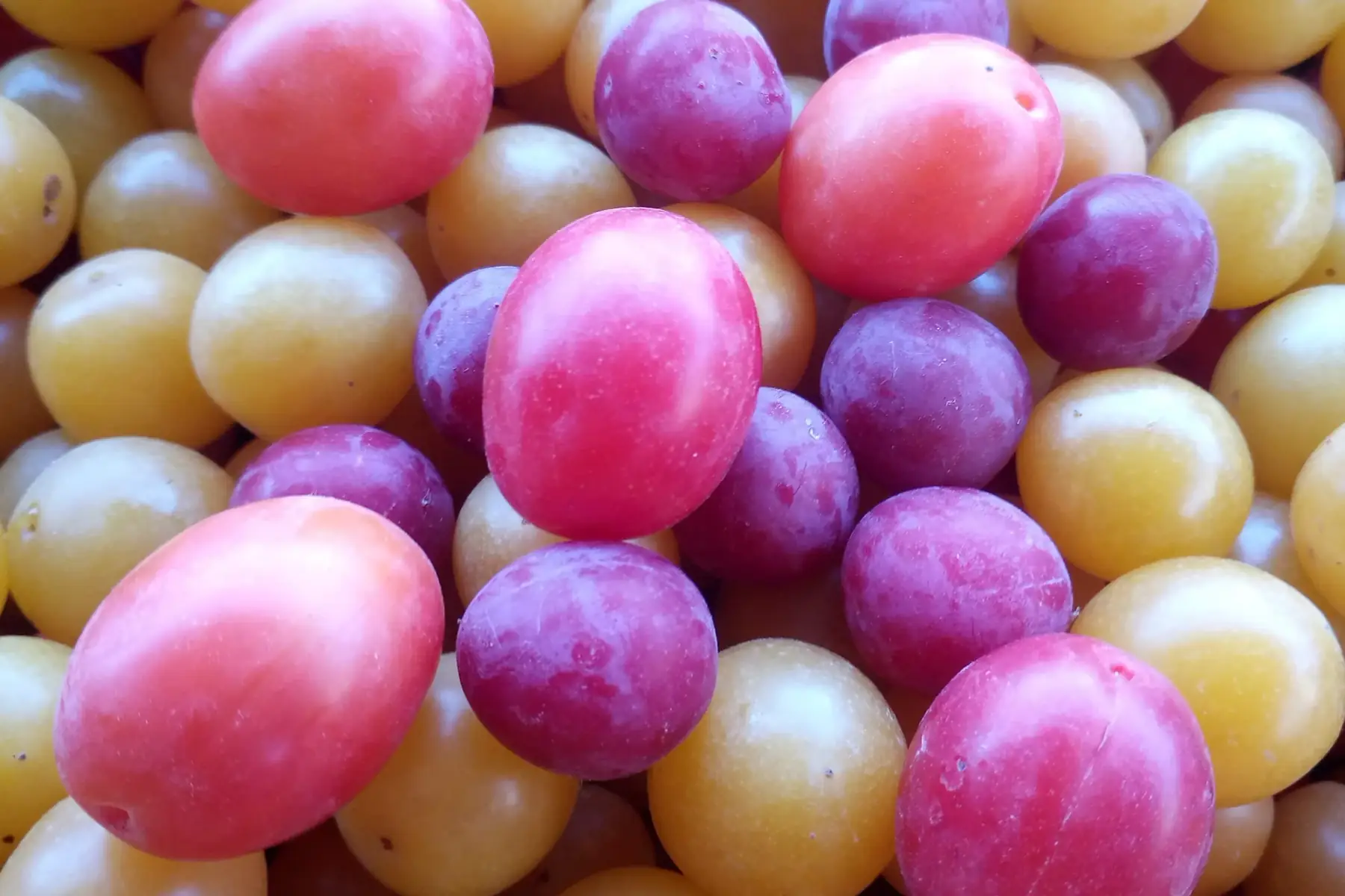 Prunes en colis