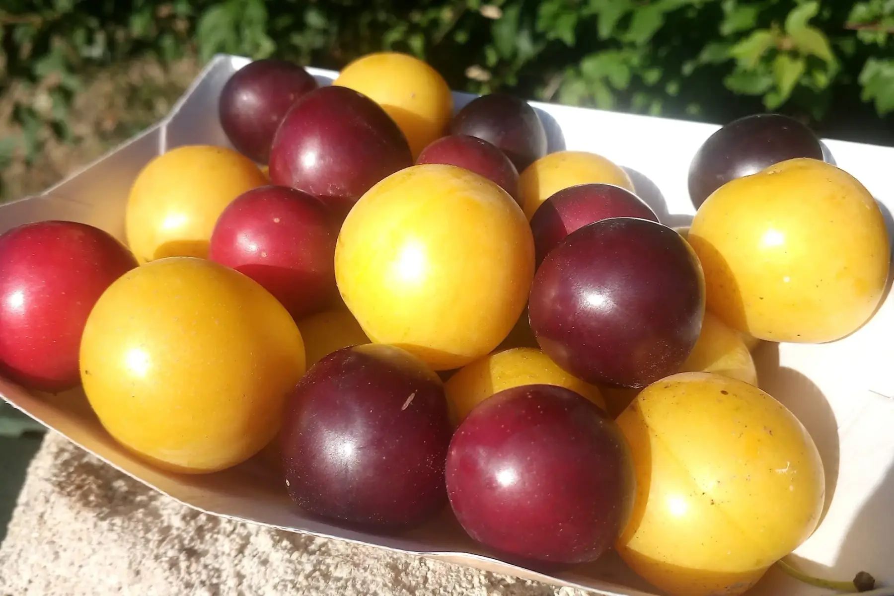 Prunes