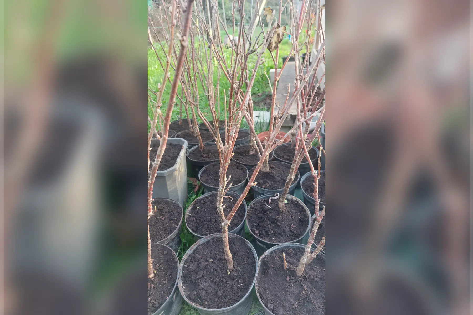 Plant de Cassis Titania Bio