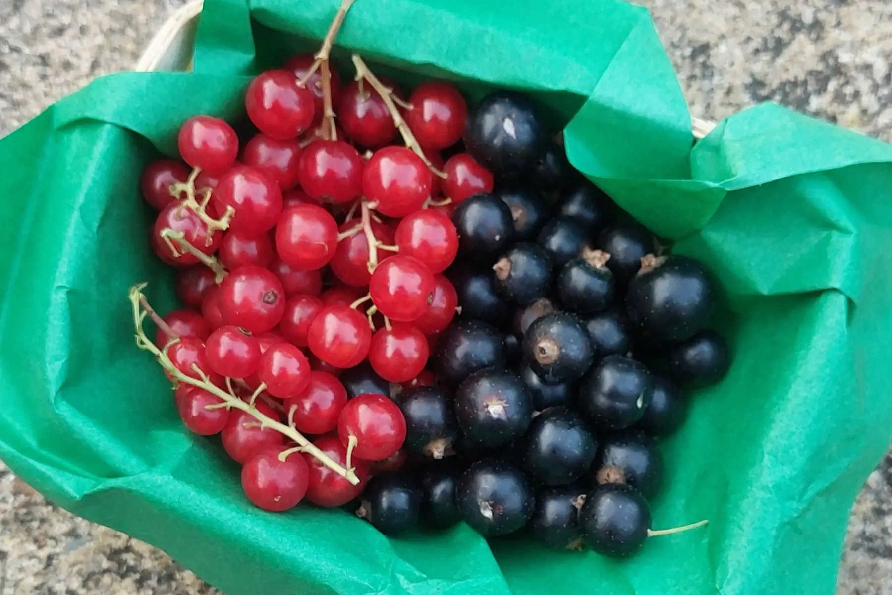 Barquette Groseilles Cassis Bio