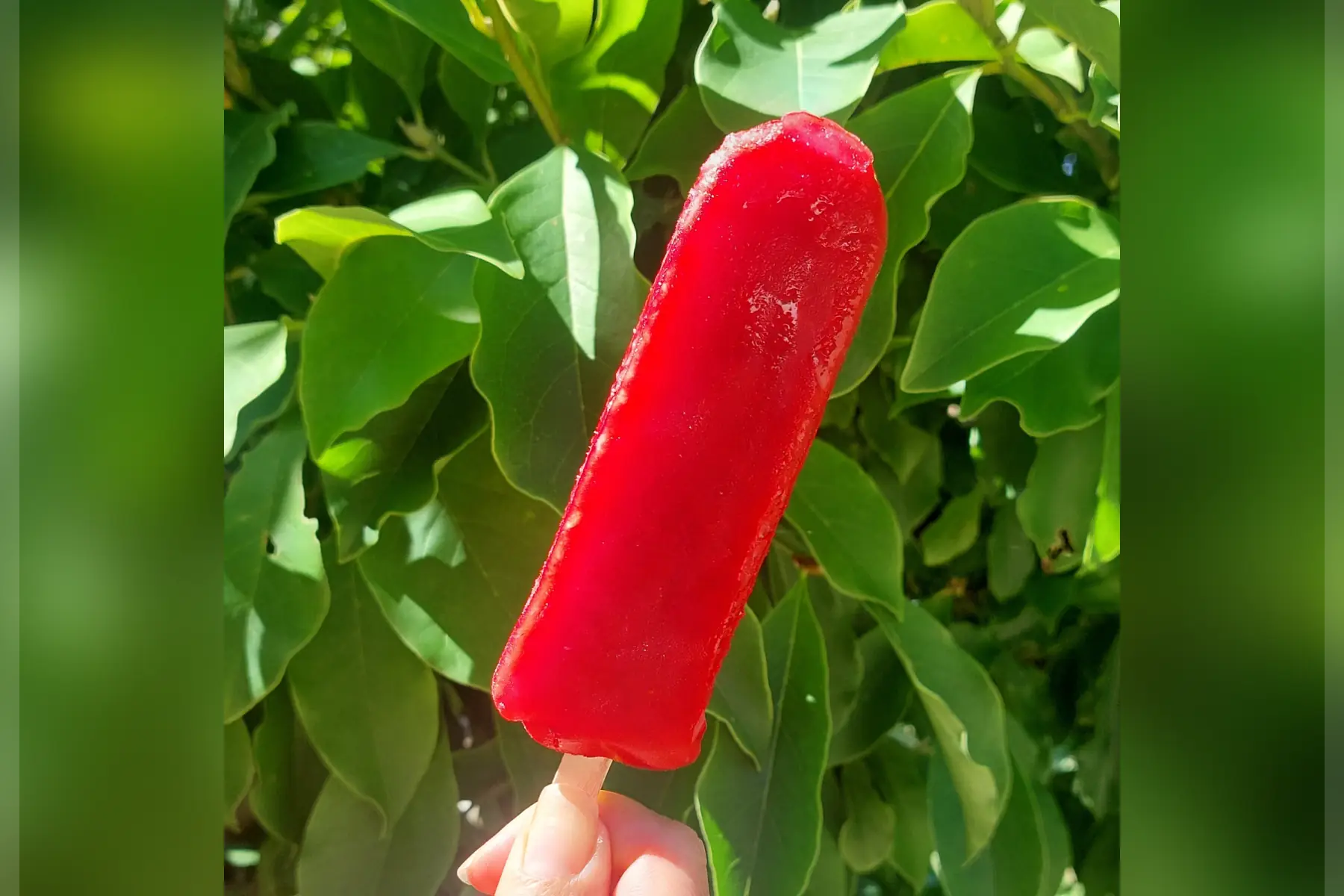 Bâtonnet Glacé Framboise Bio