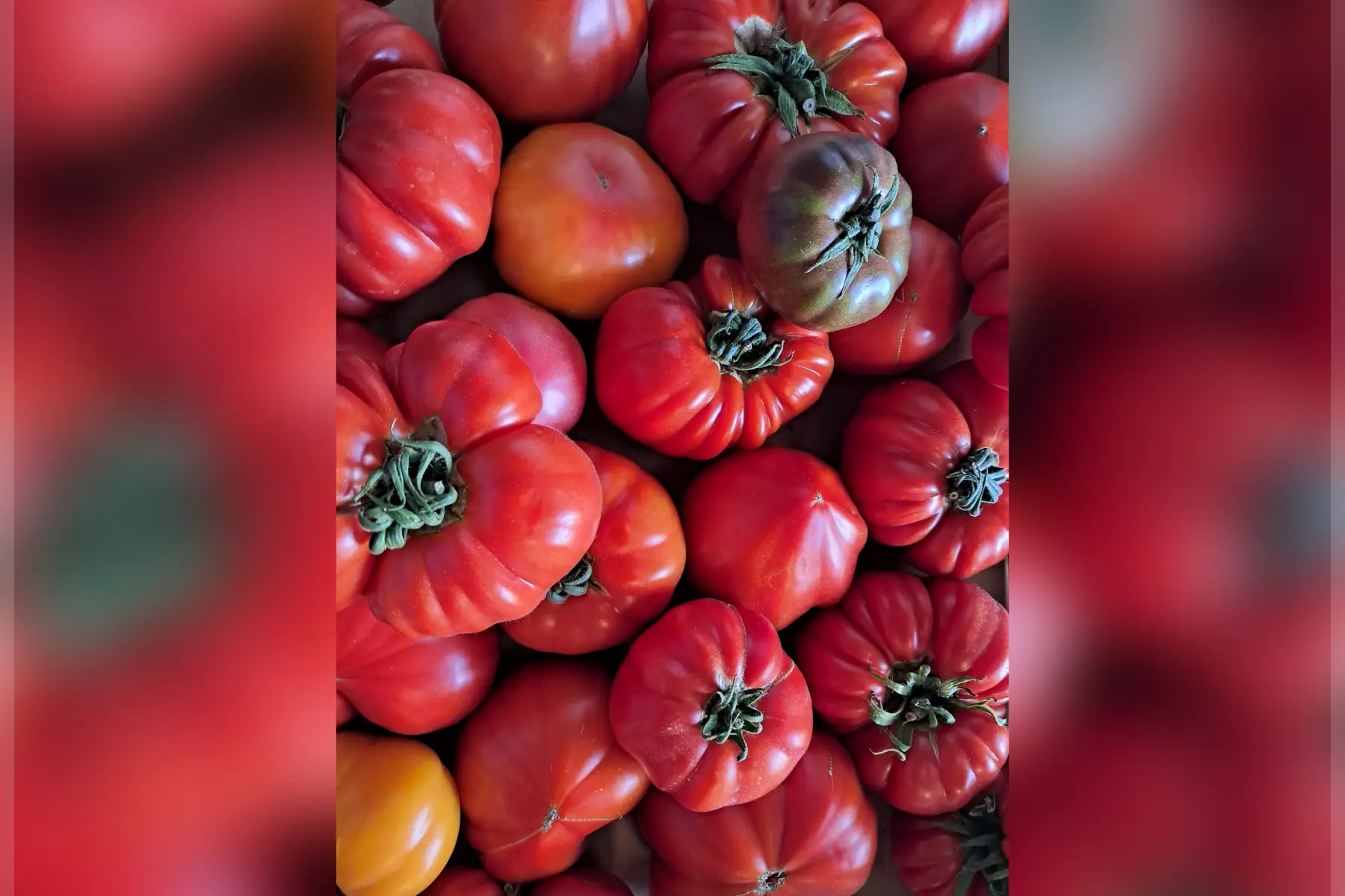 Tomates anciennes