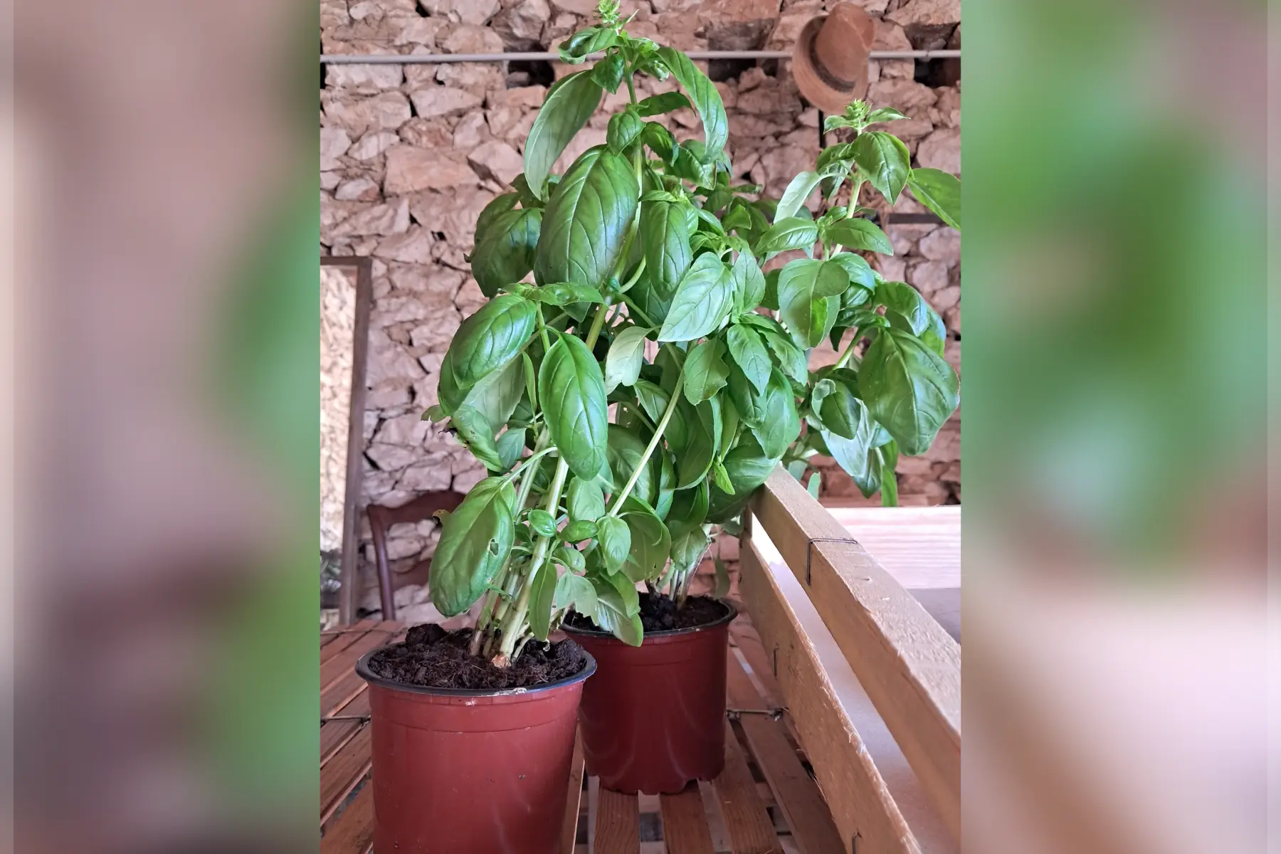 Basilic en pot