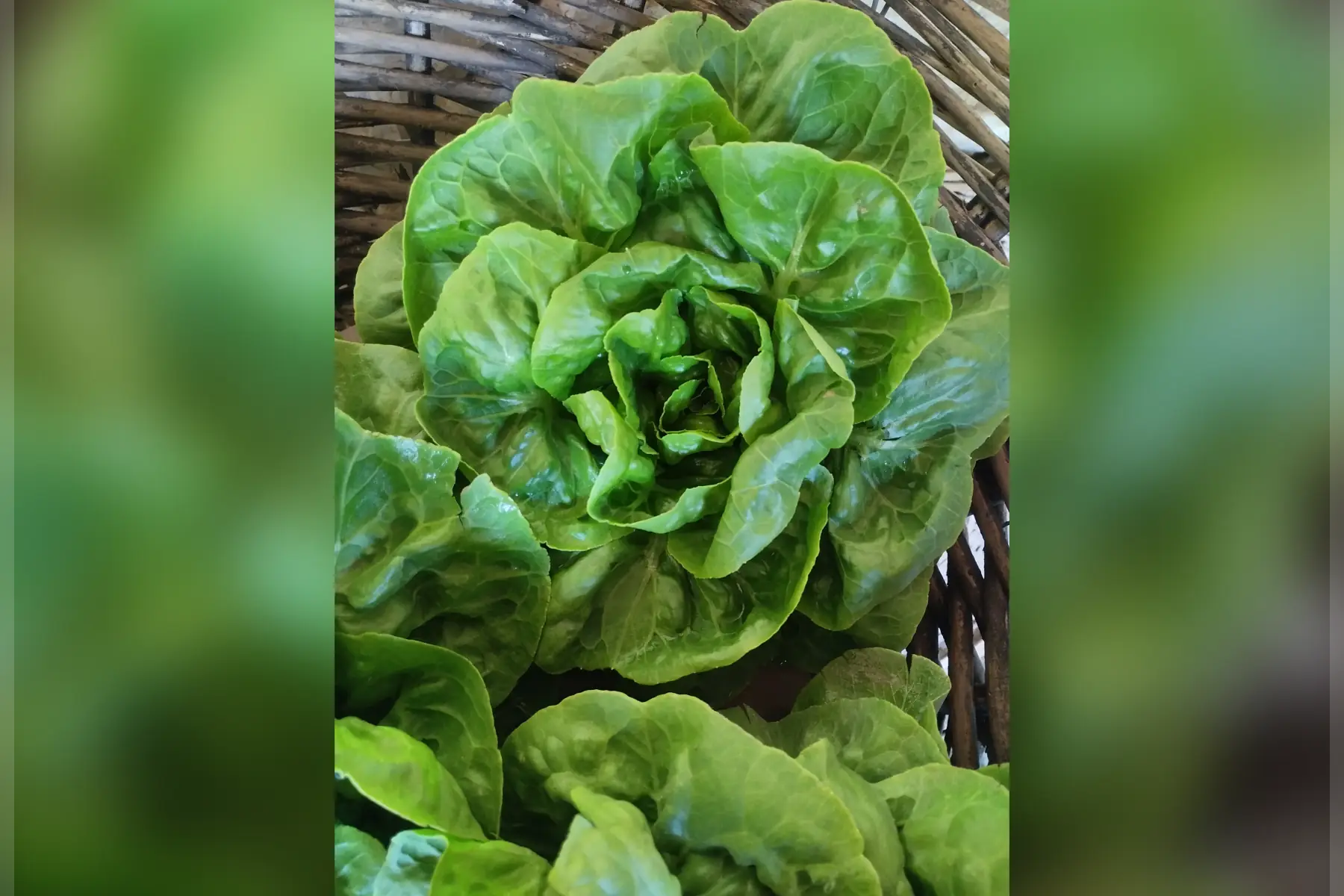 Salade sucrine