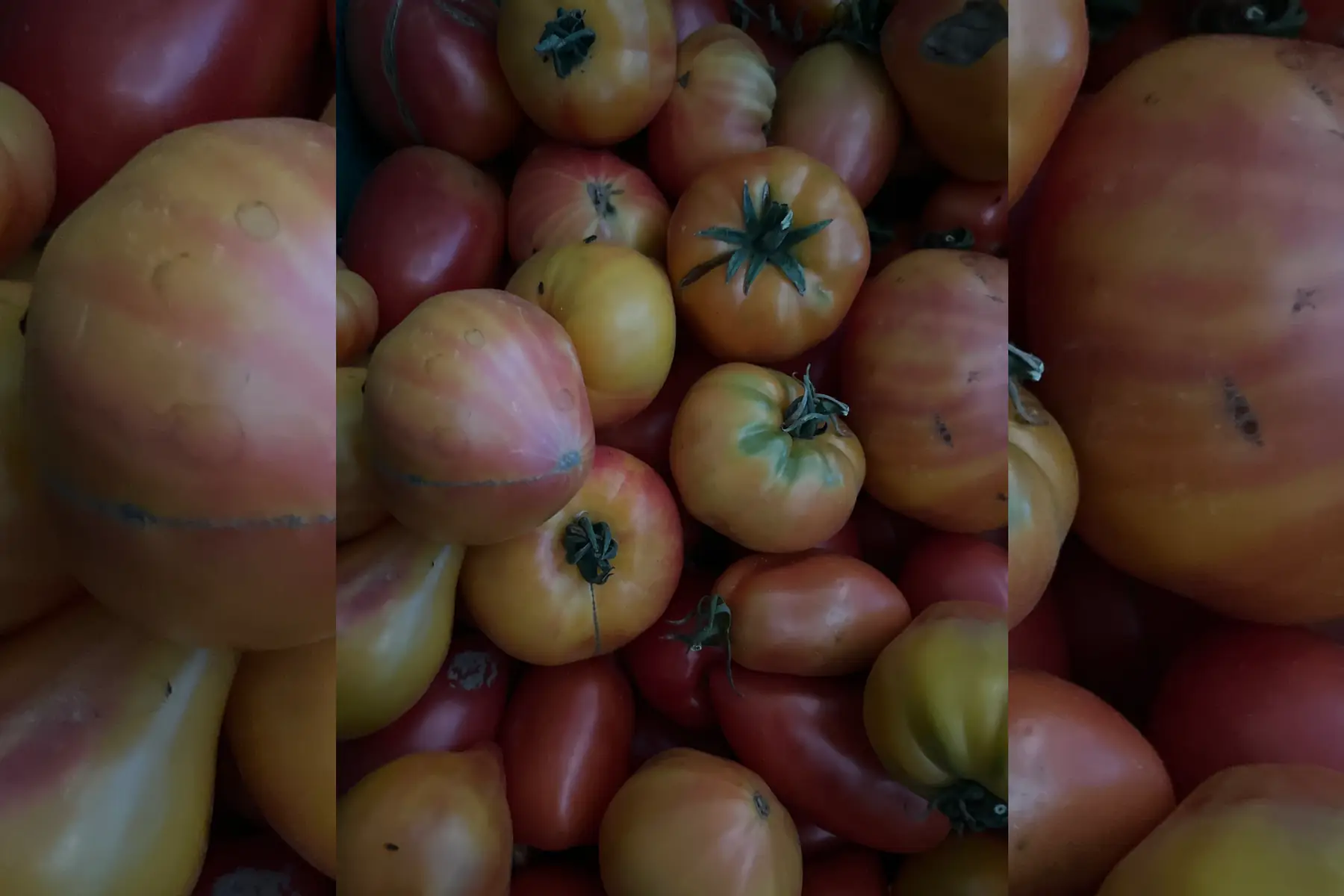 Tomates jaunes