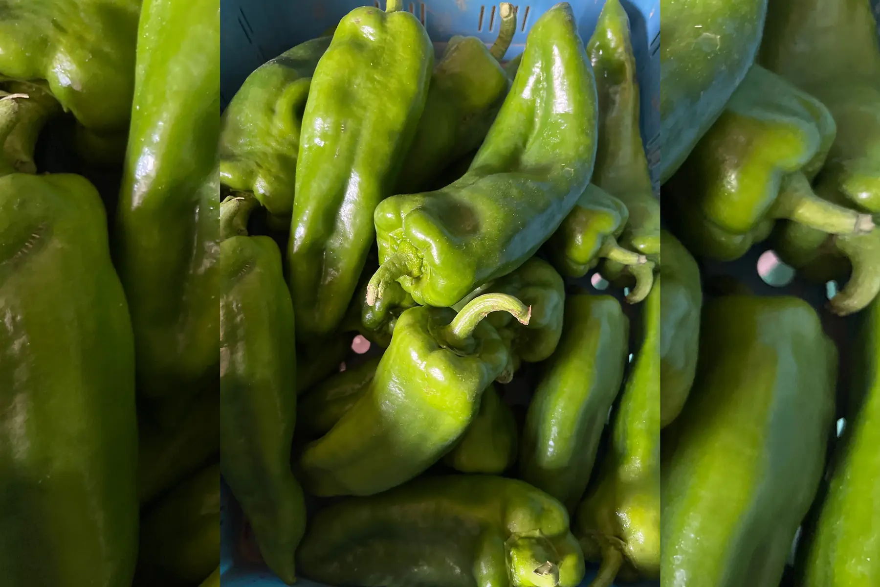 Piment long doux à farcir