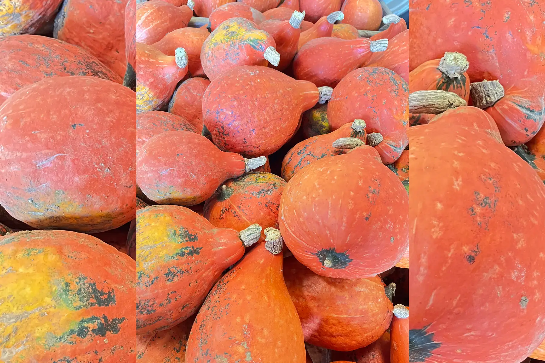 Potimarron