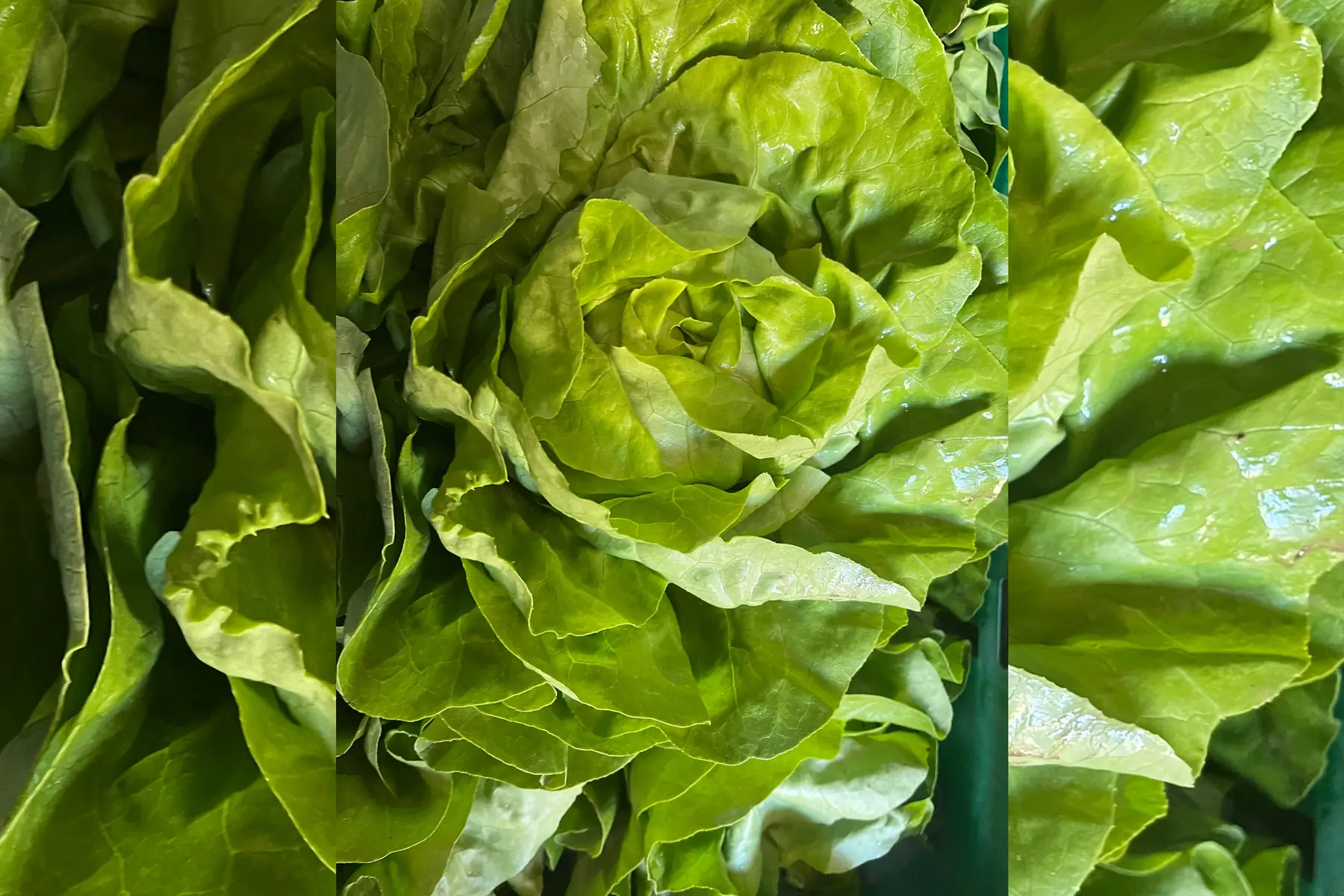 Salade Laitue