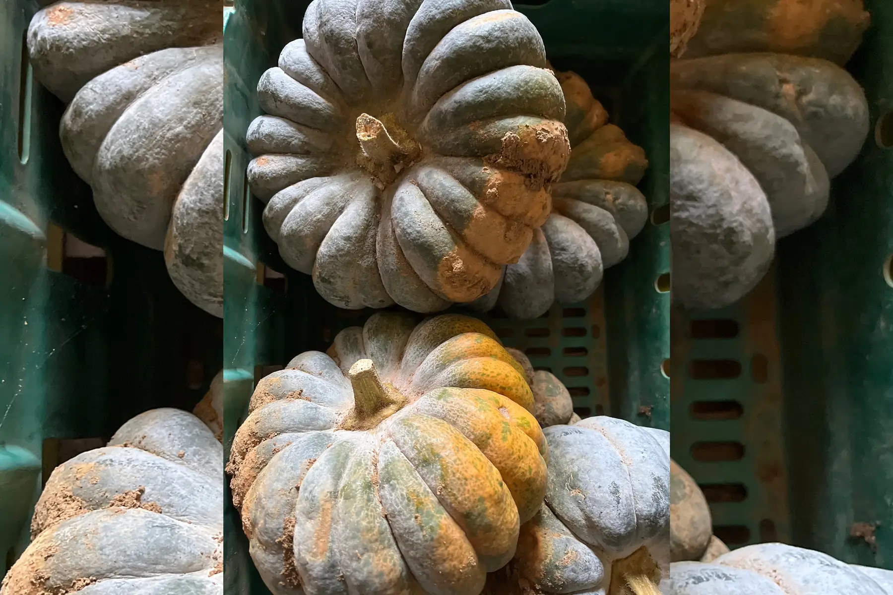 Courge Musquée de Provence