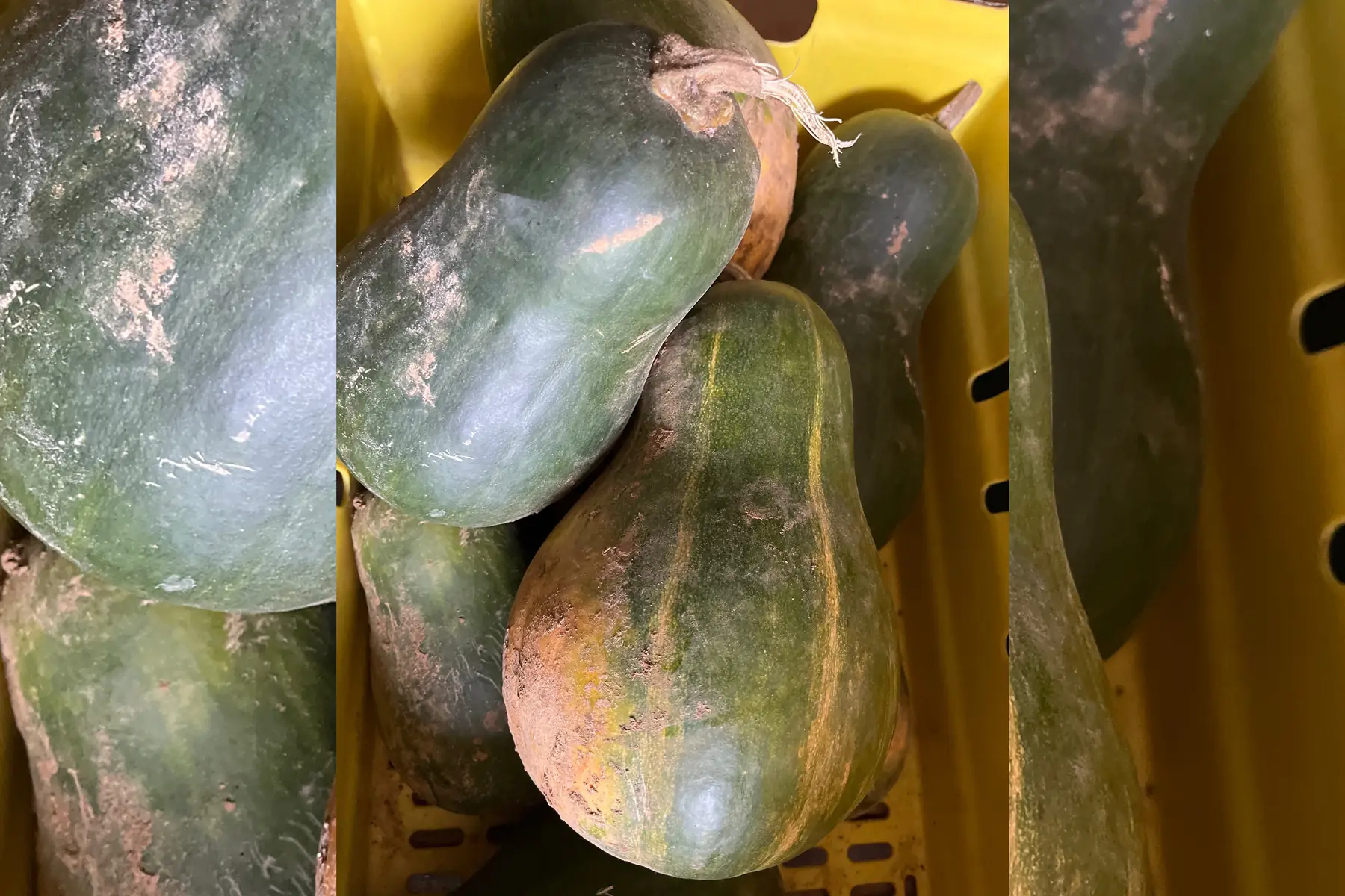 Courge Sucrine du Berry