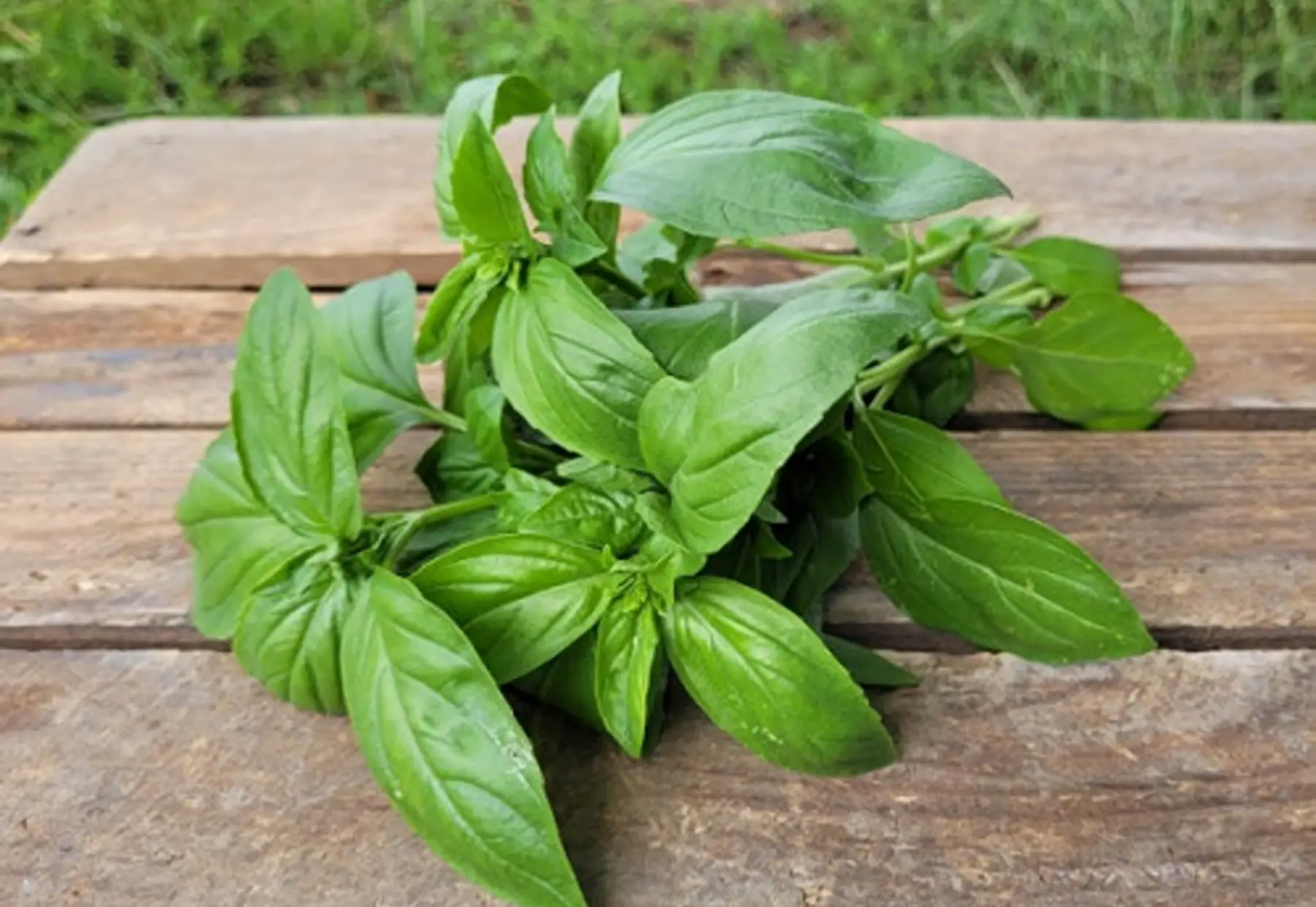 Aromatique basilic