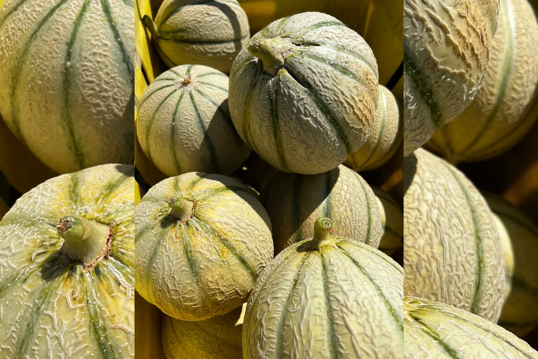 Melon moyen par 4