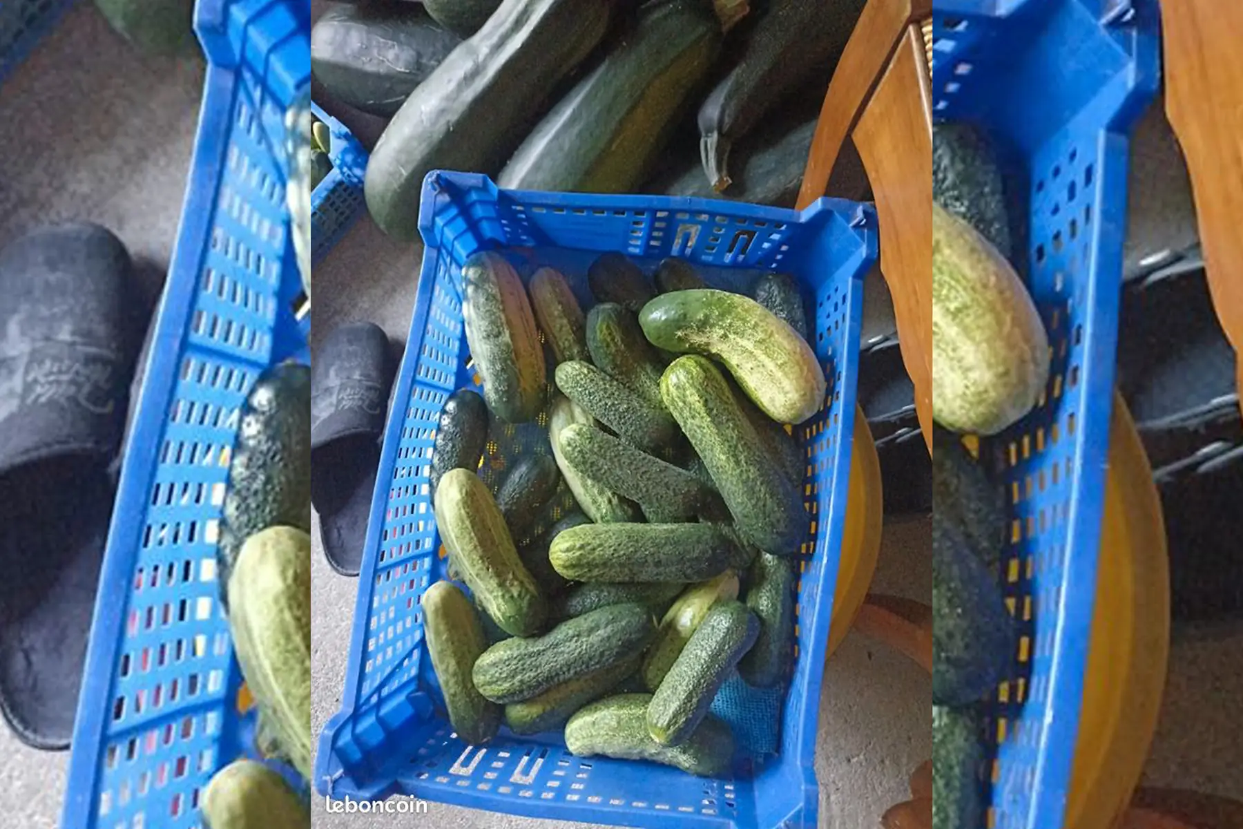 Cornichons gros concombre