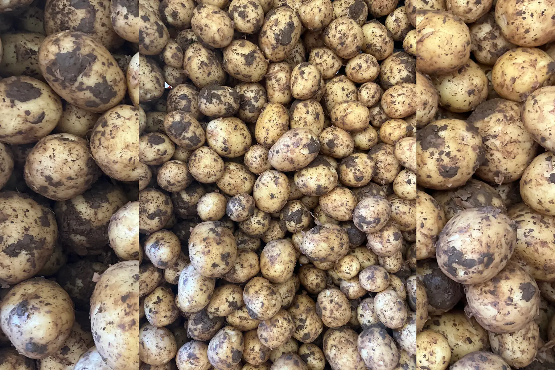 F- Pommes de terre nouvelles