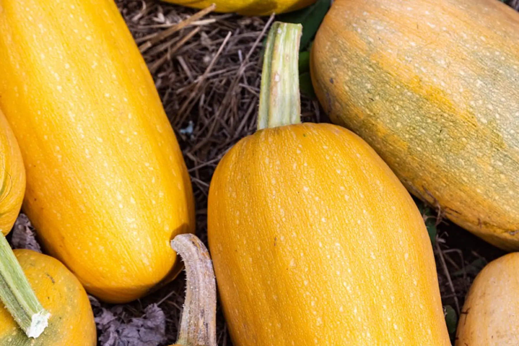 Courge spaghetti