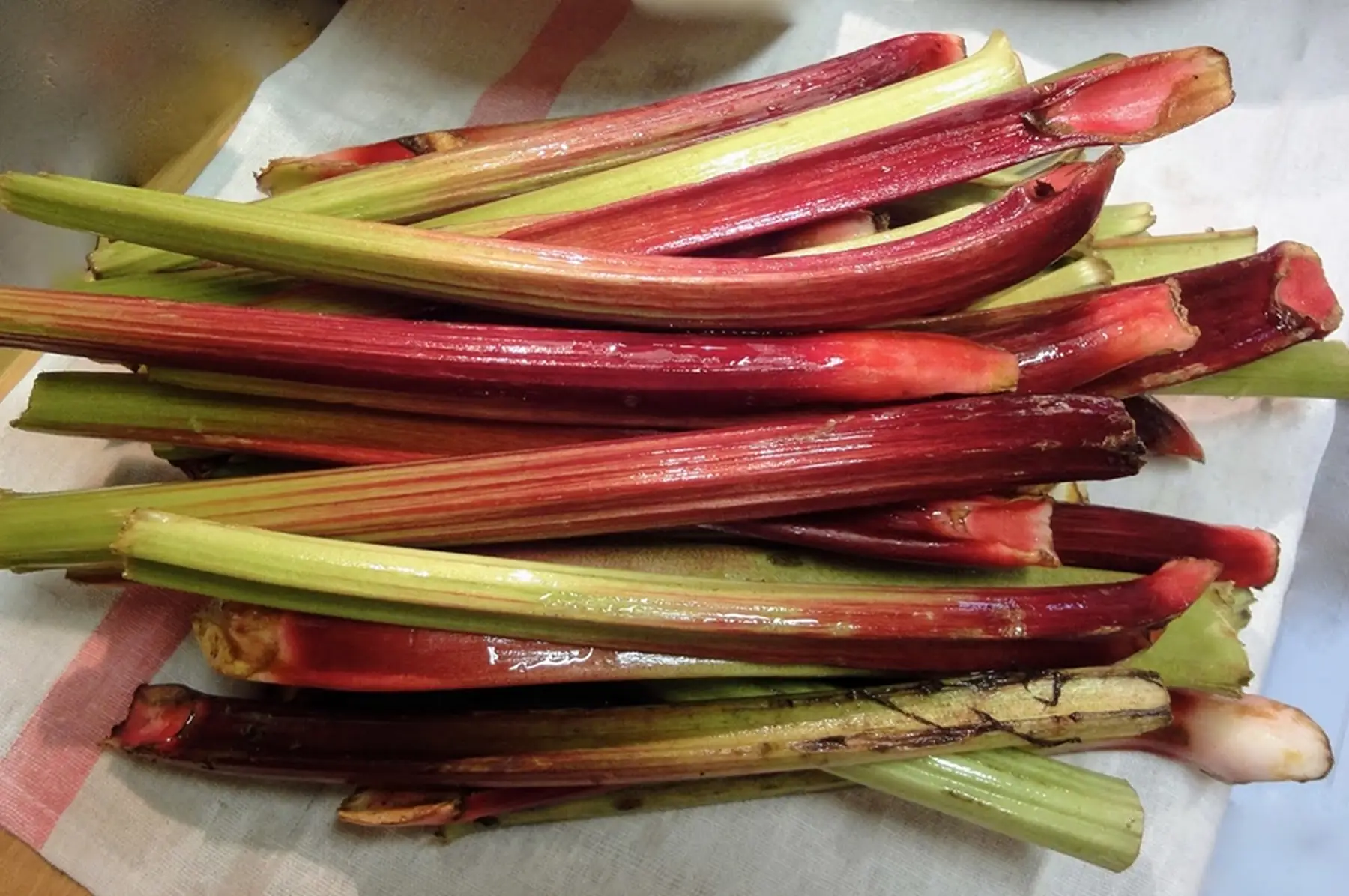 Rhubarbe