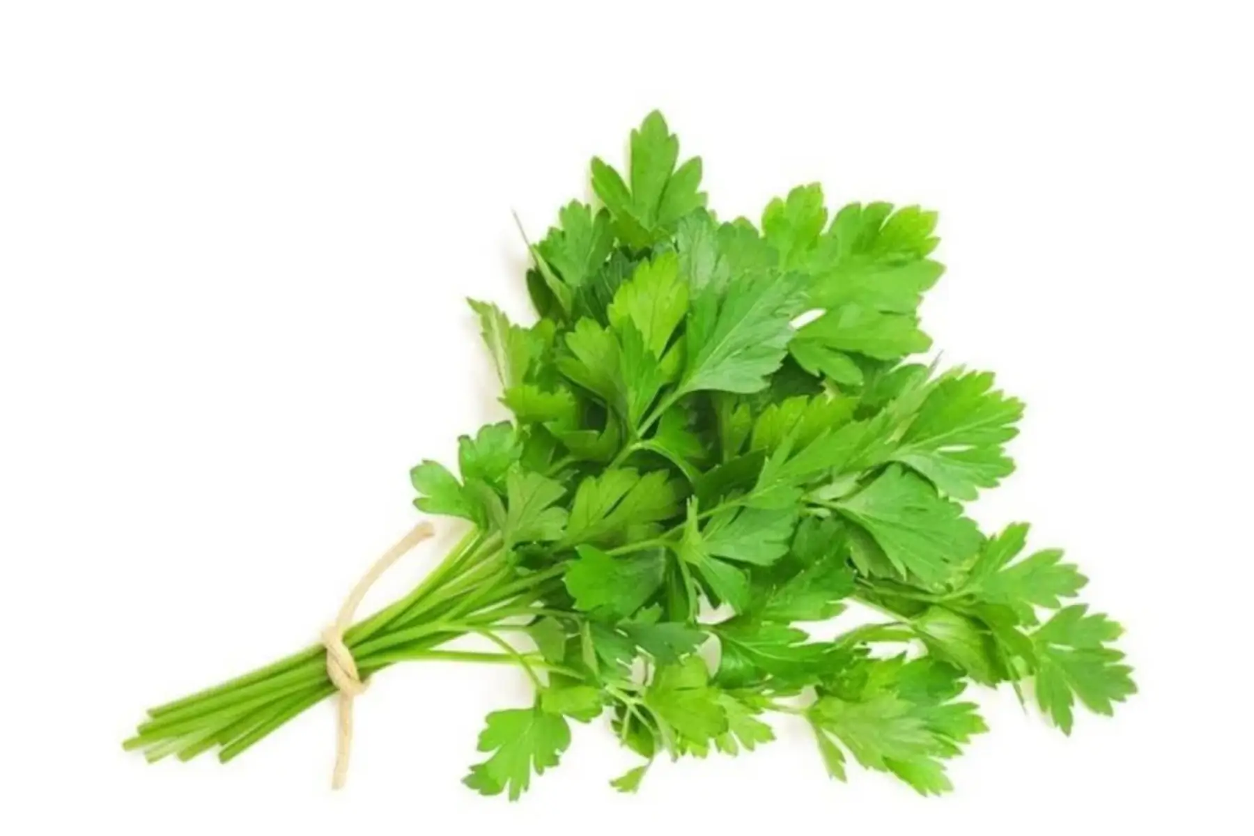 Aromatique persil plat