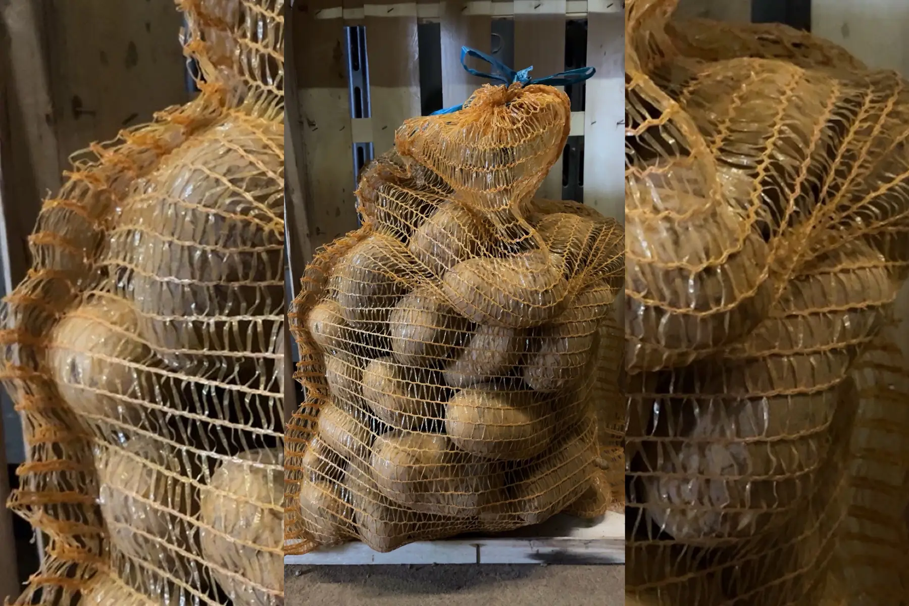 Filet 10kg pomme de terre Colomba