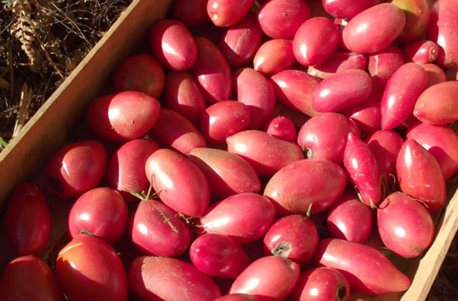 Tomates Olivette