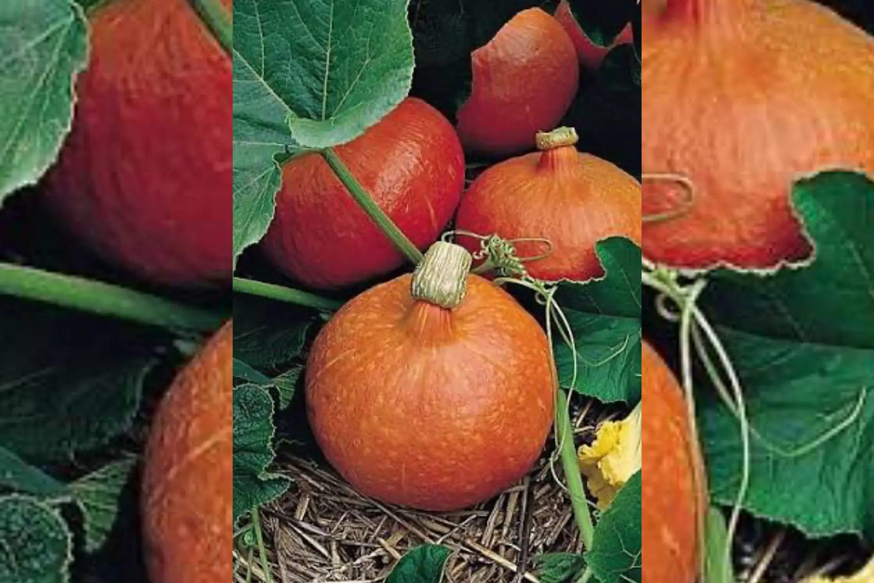 Courge potimarron 2/3kg