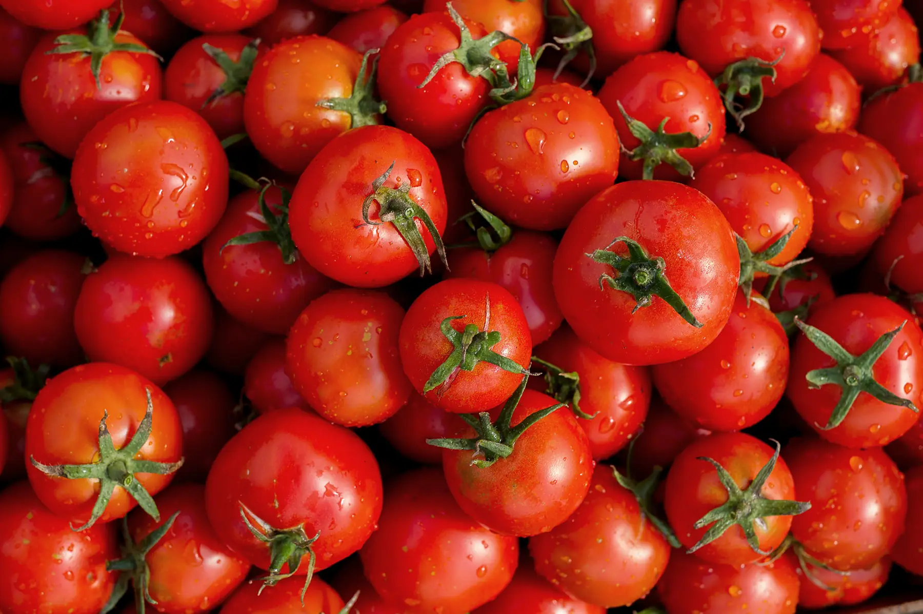 Tomates rondes petites